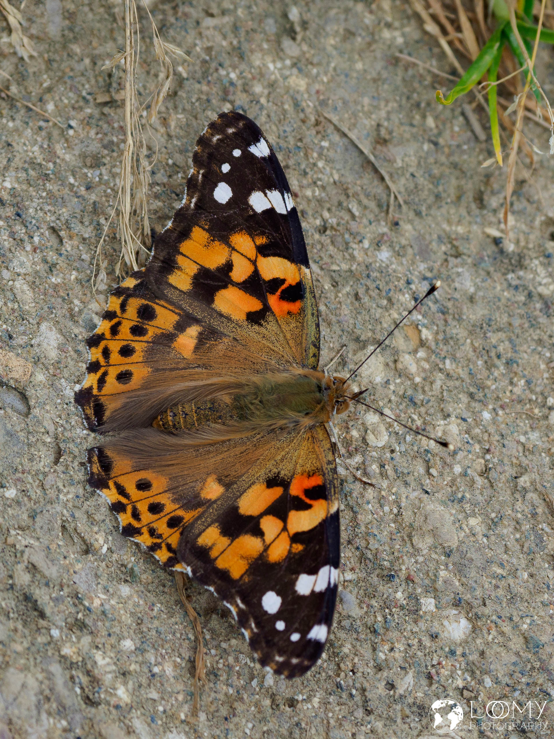 Distelfalter