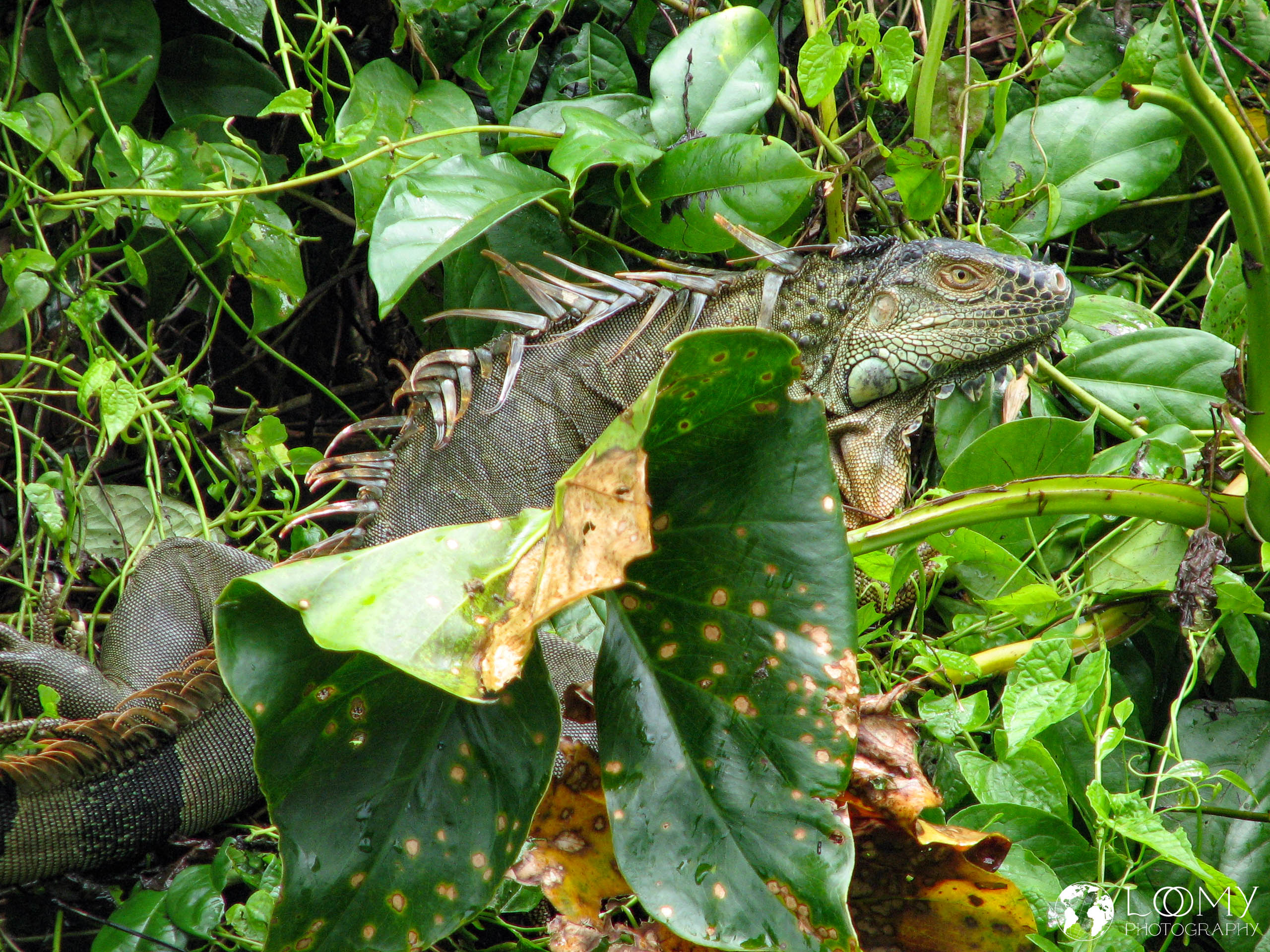 Leguan