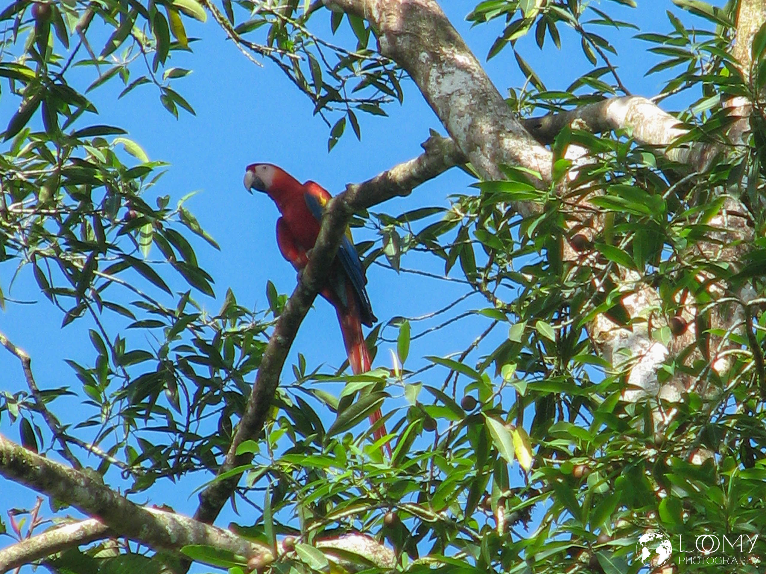 Scarlet Macaw