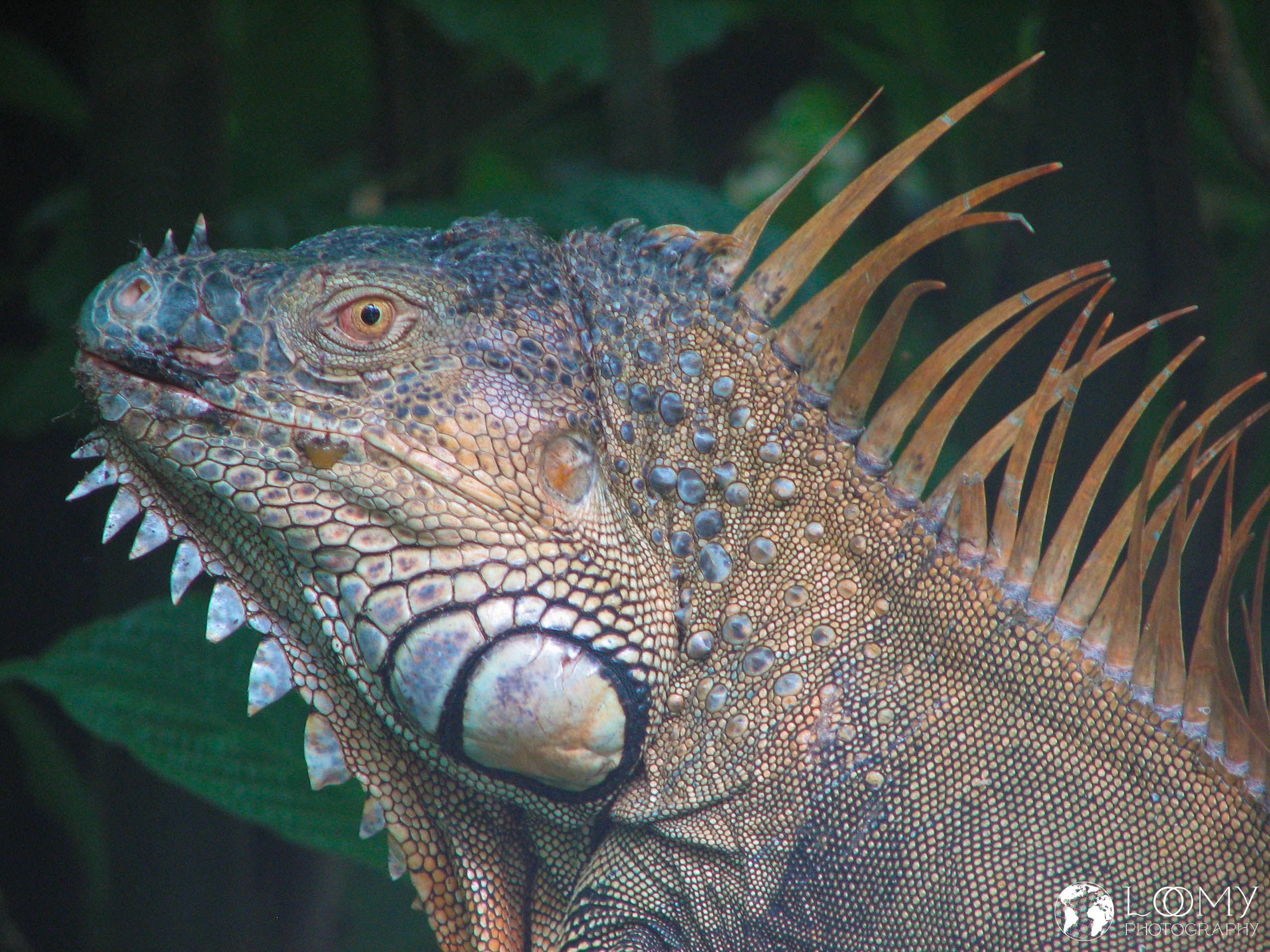 Leguan