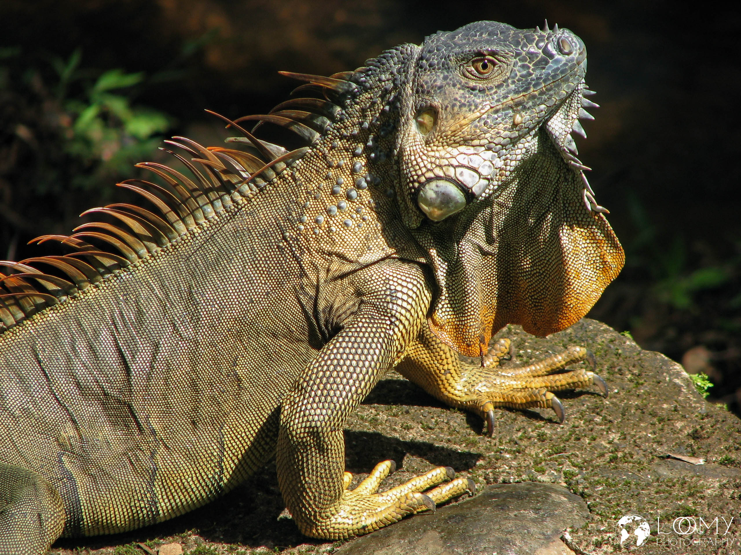 Leguan