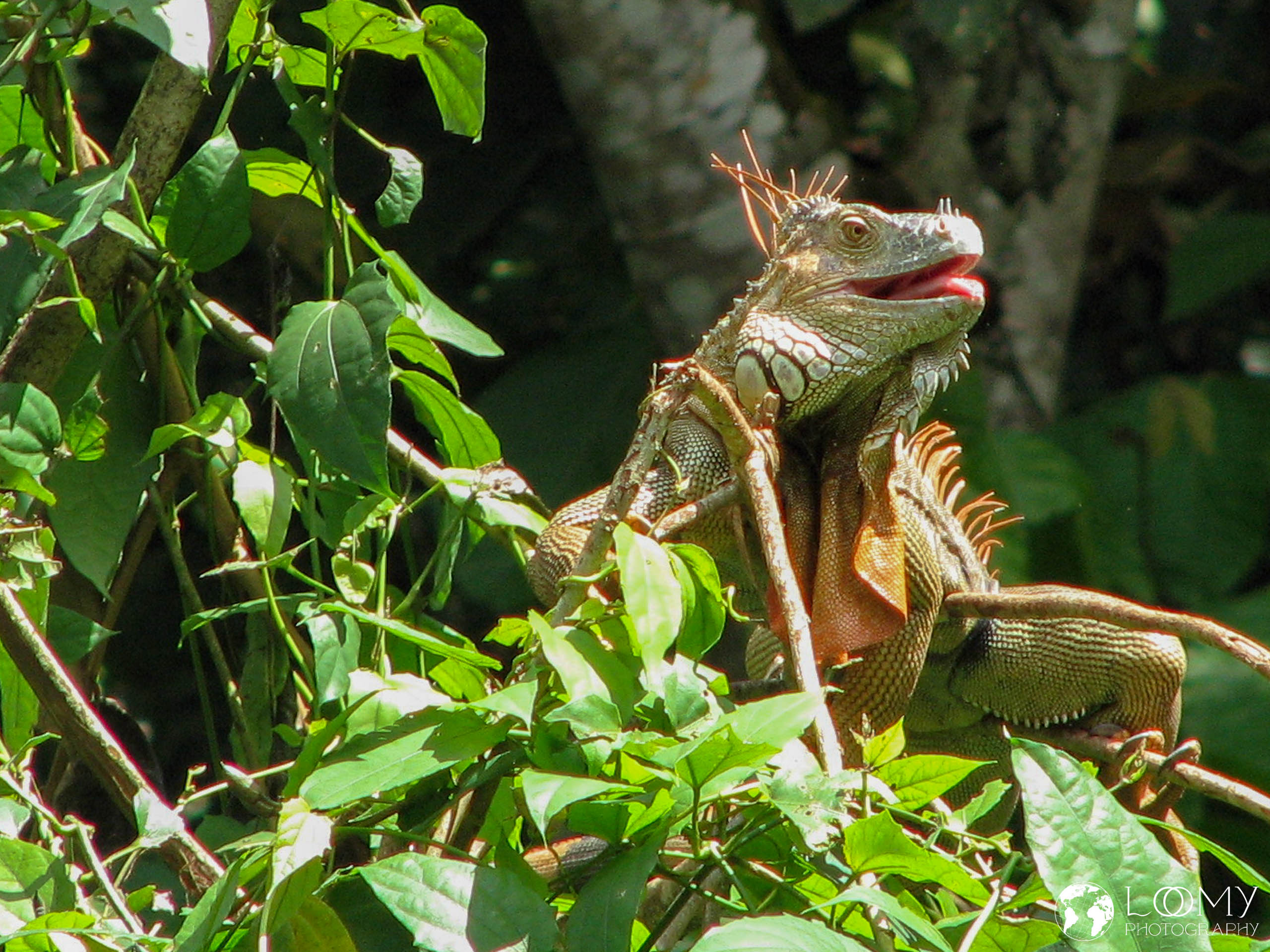 Leguan