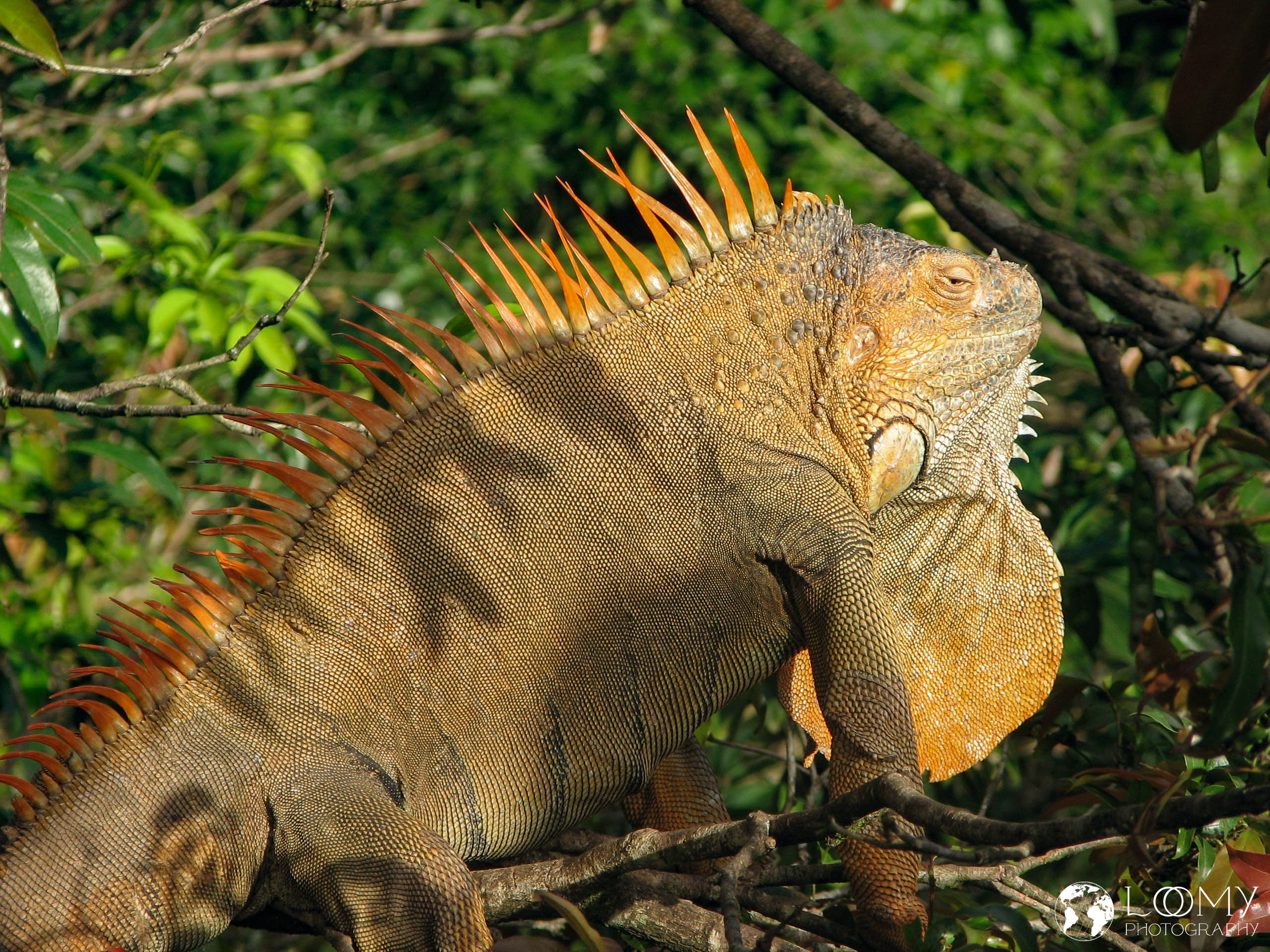 Leguan