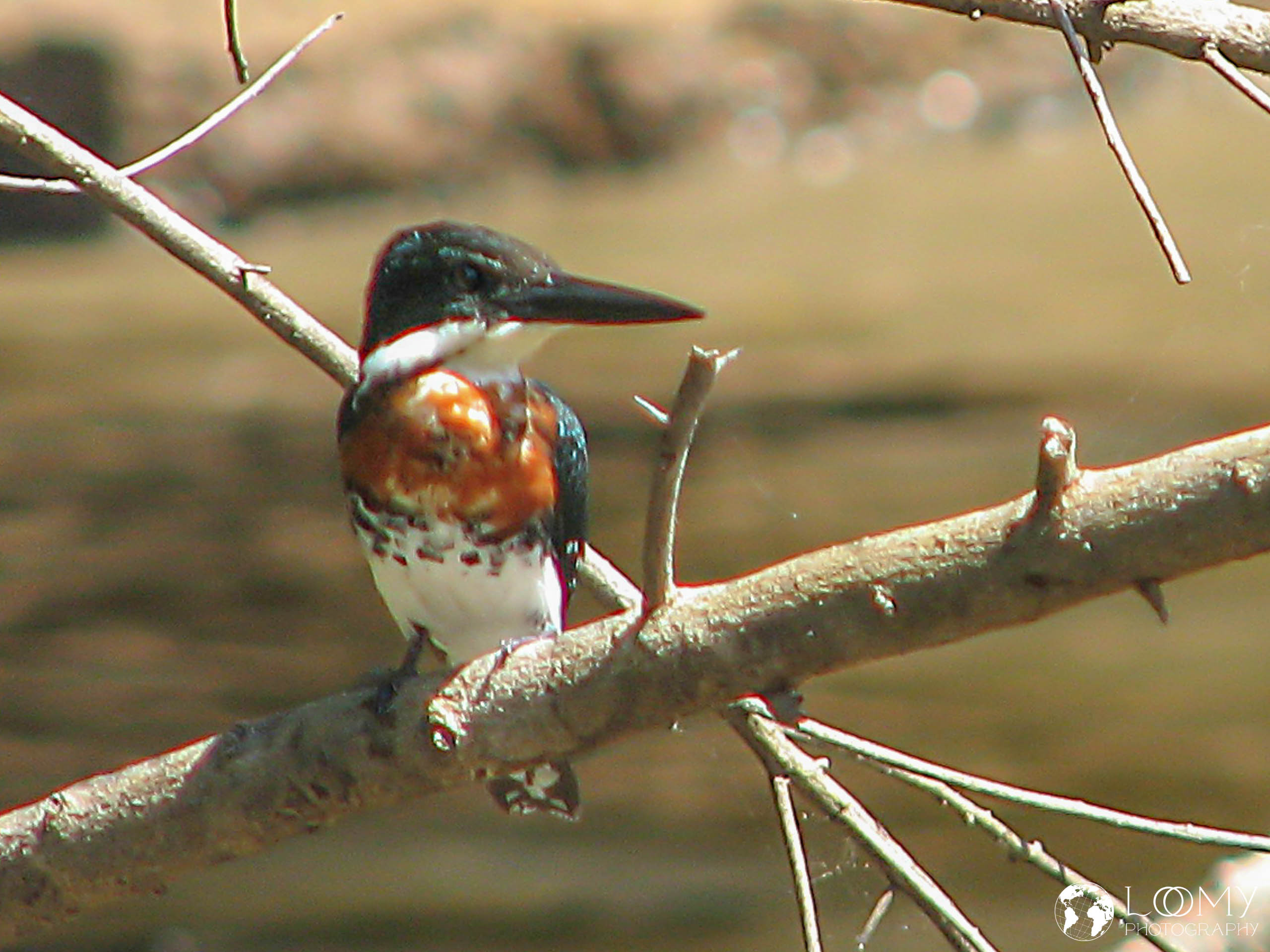 Ringed Kingfisher