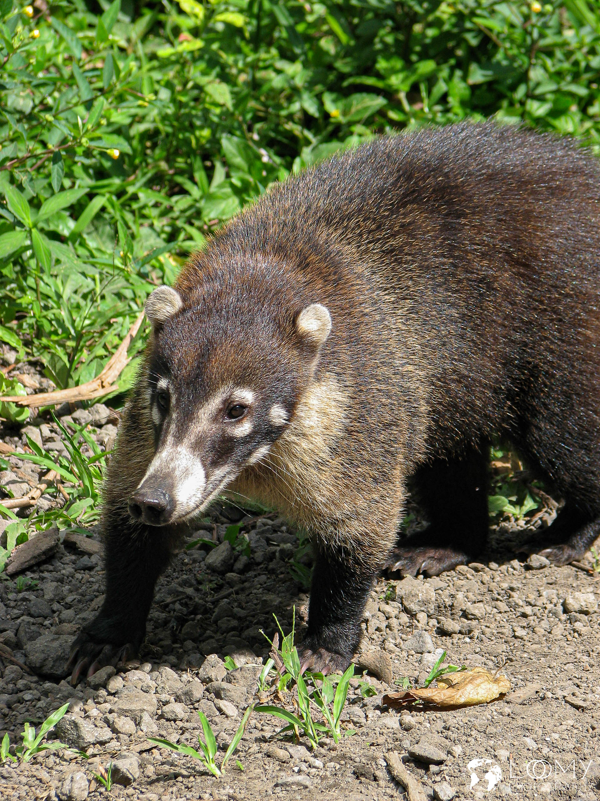 Pizote (Nasenbär)