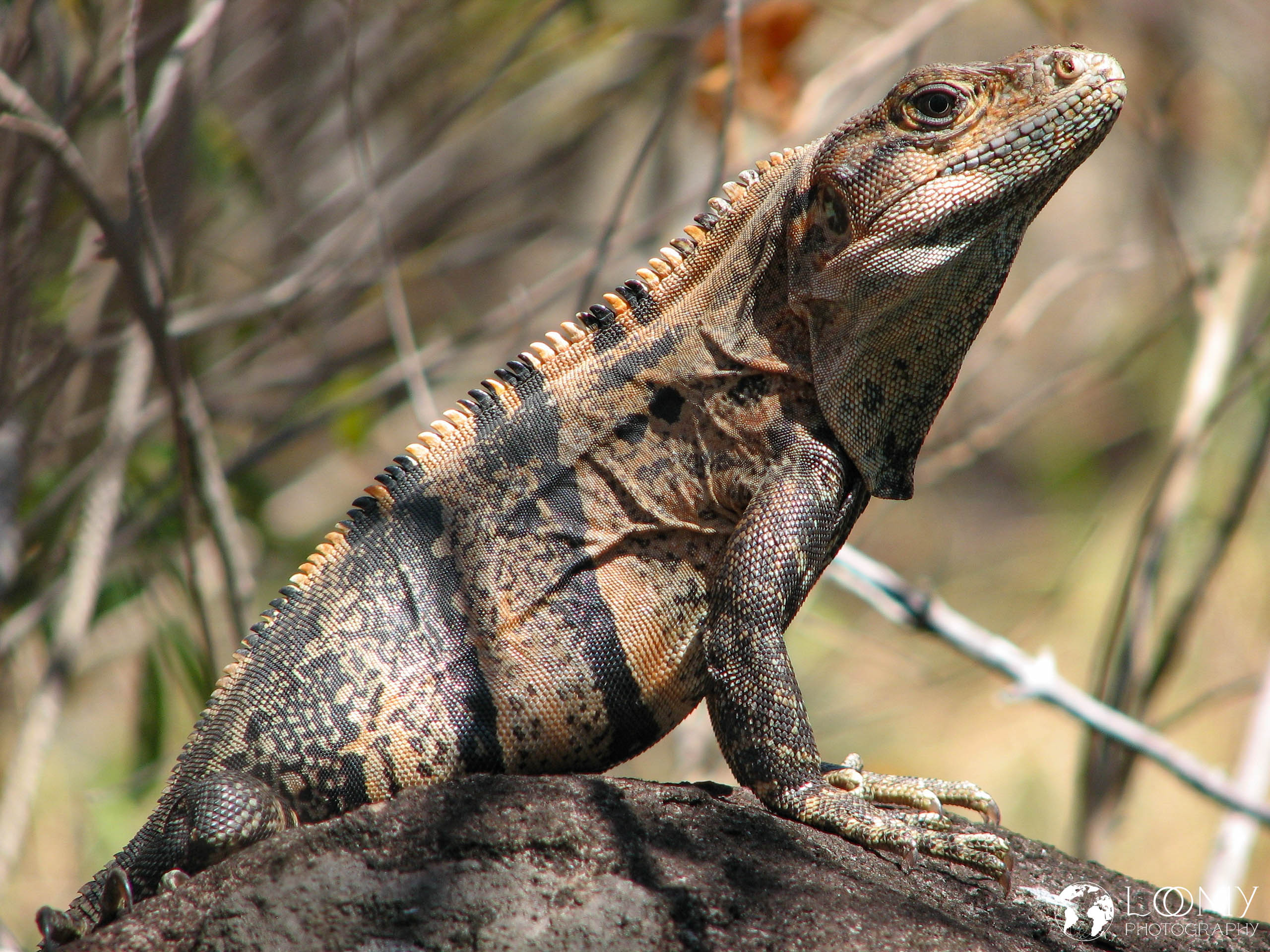 Leguan