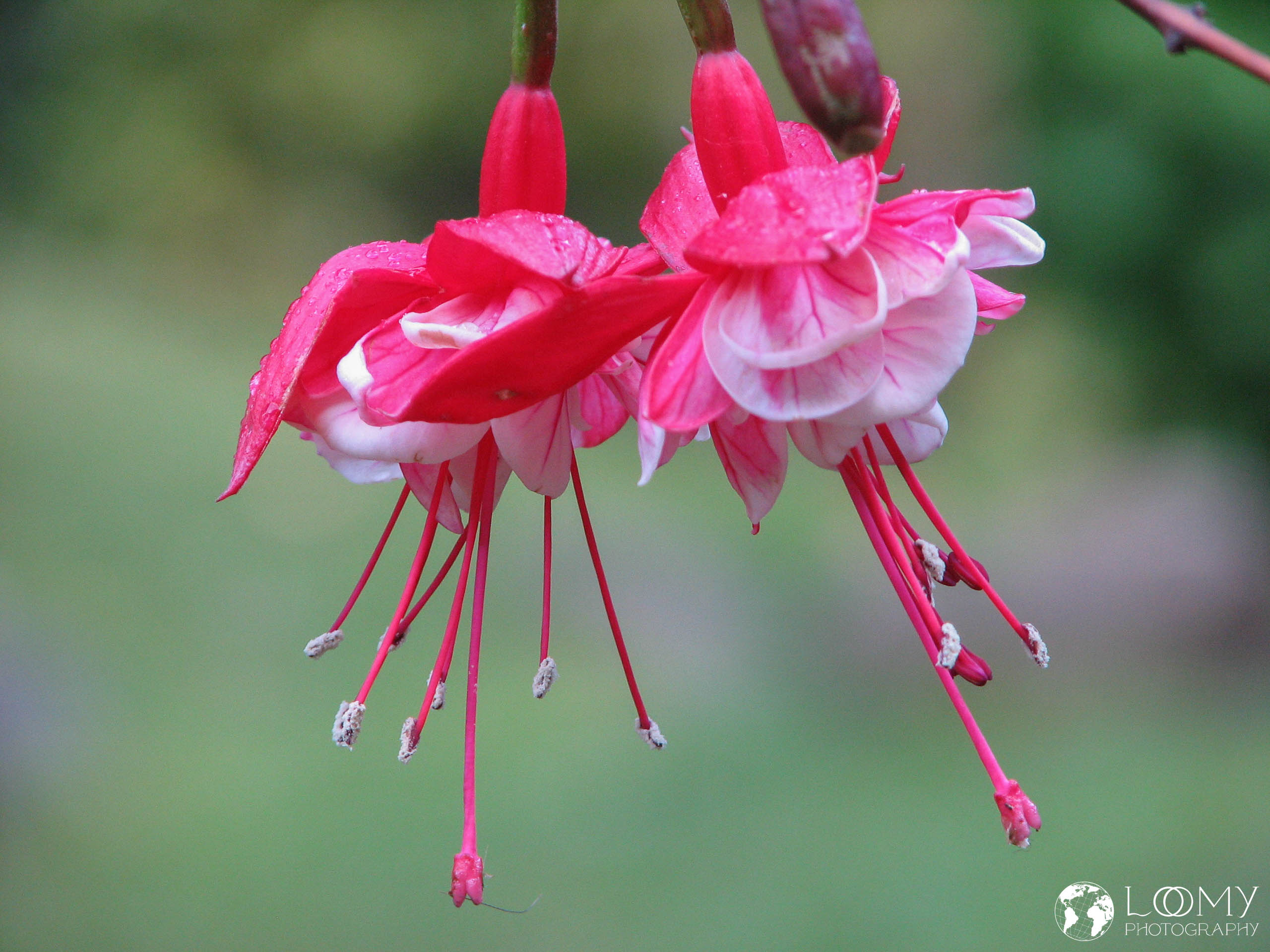 Fuchsien