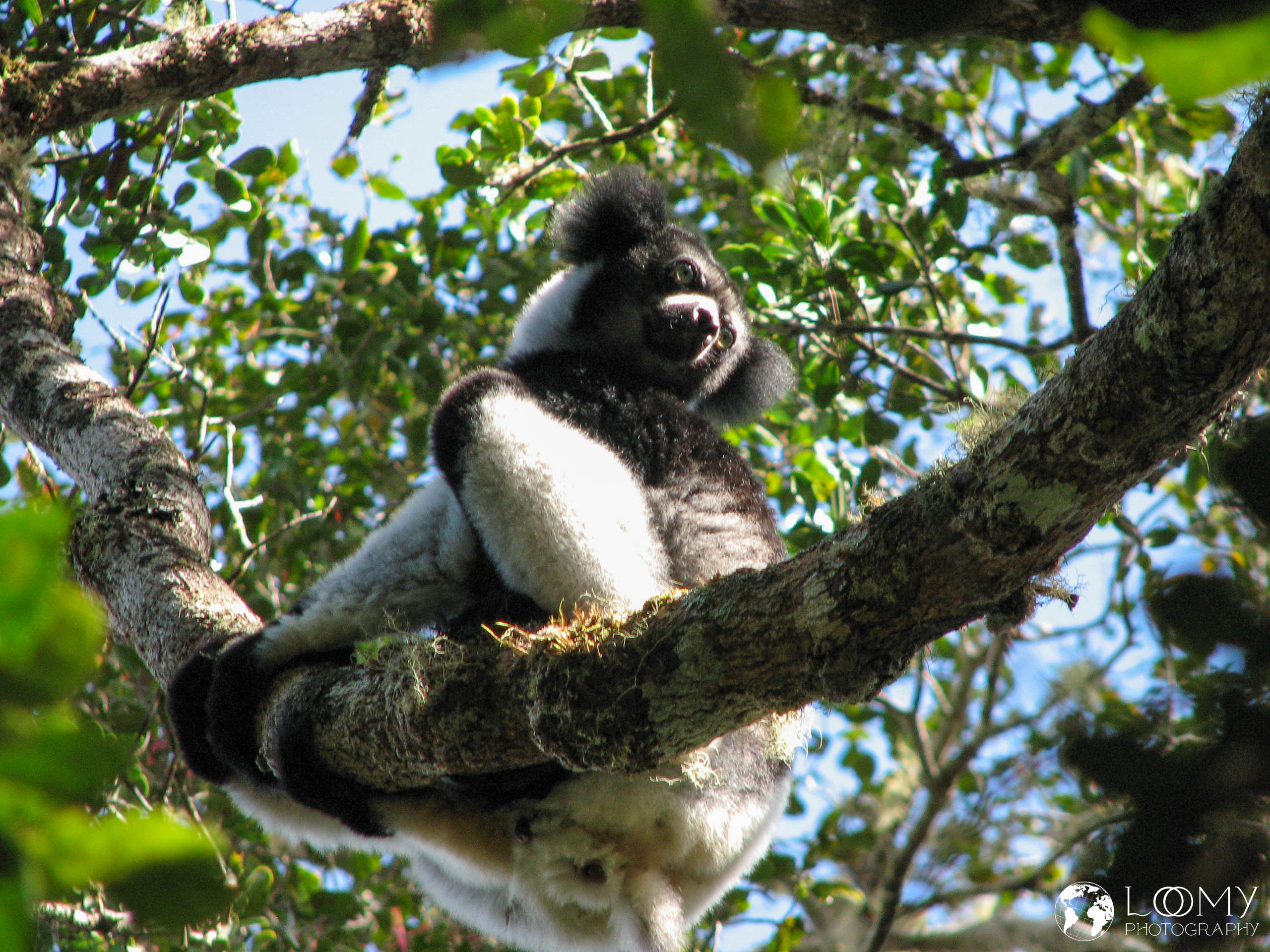 Indri