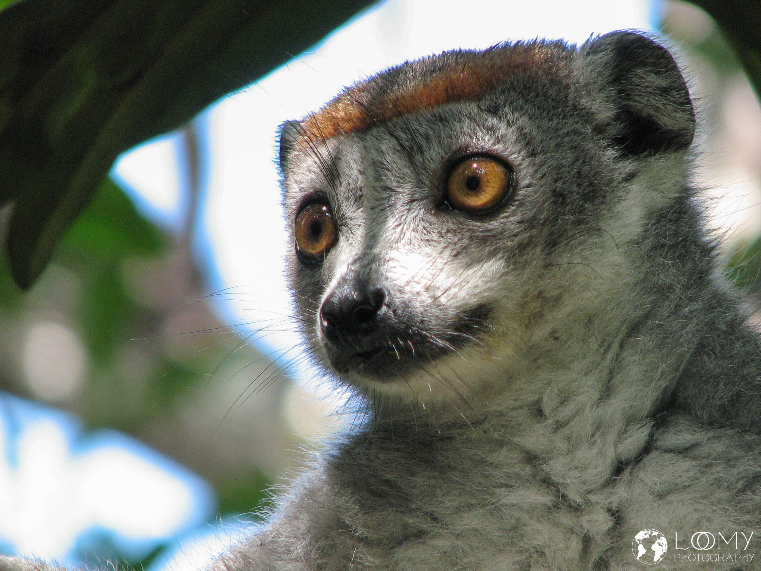 Kronen-Sifaka