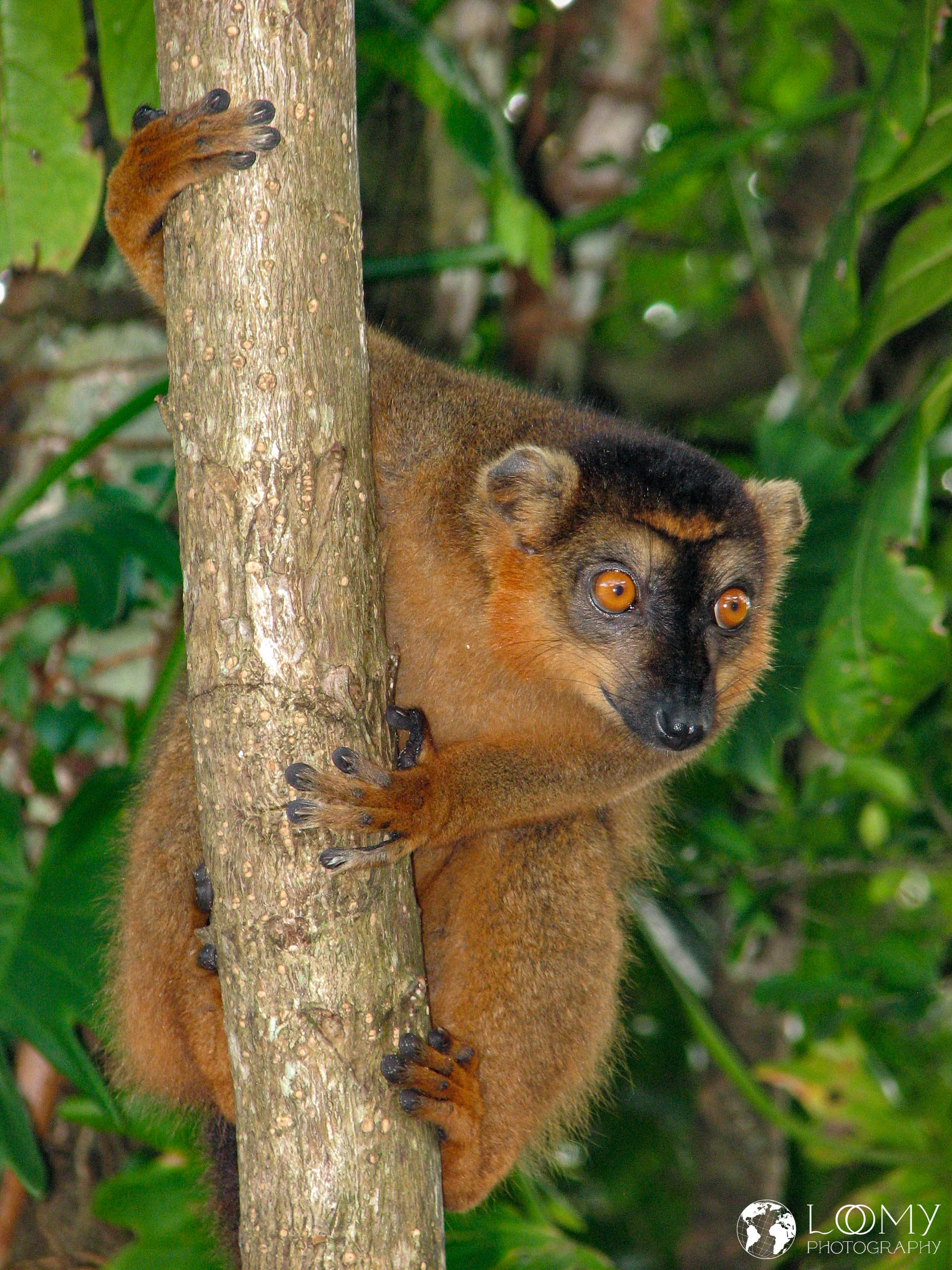 Lemur