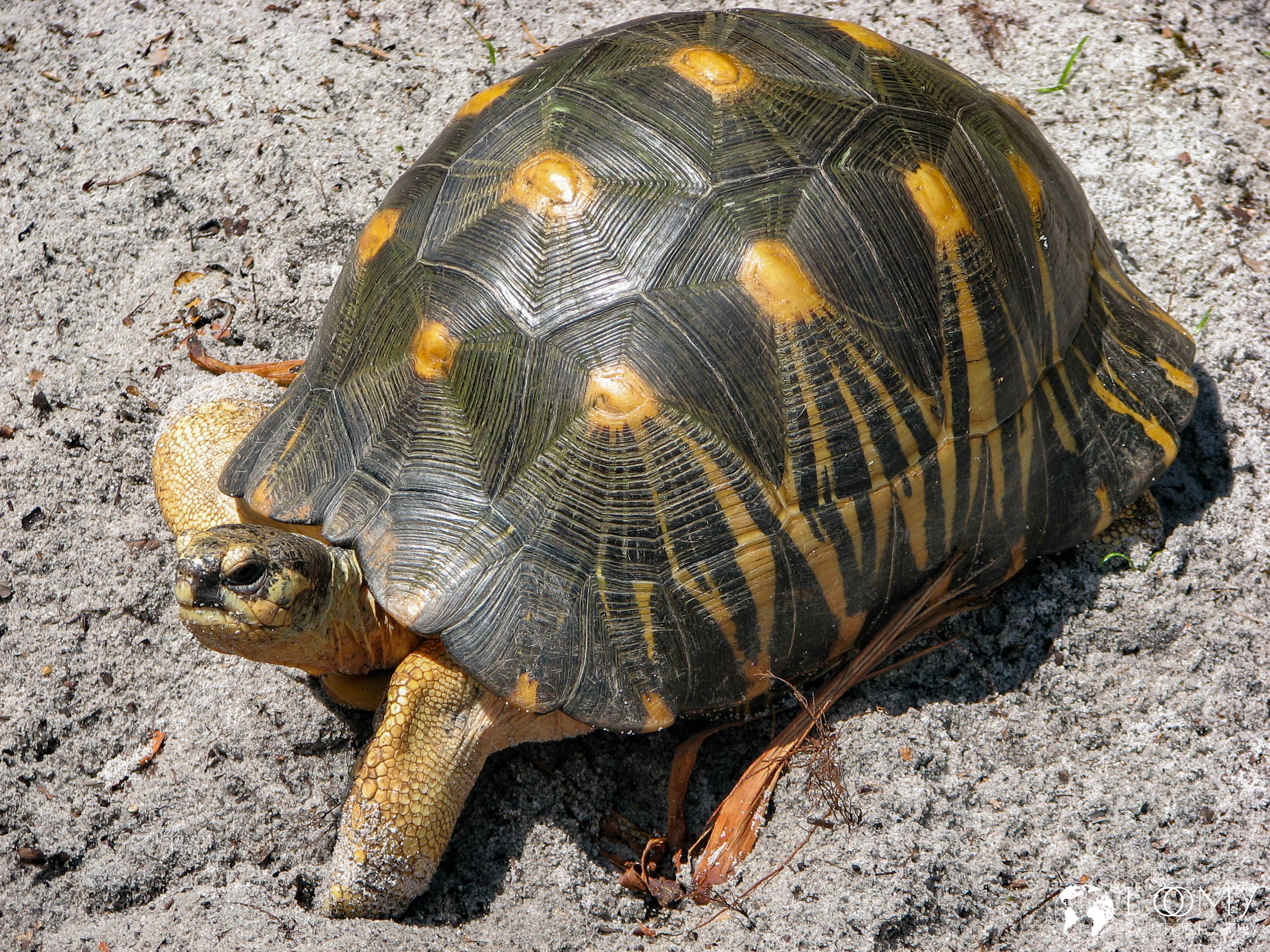 Schildkröte