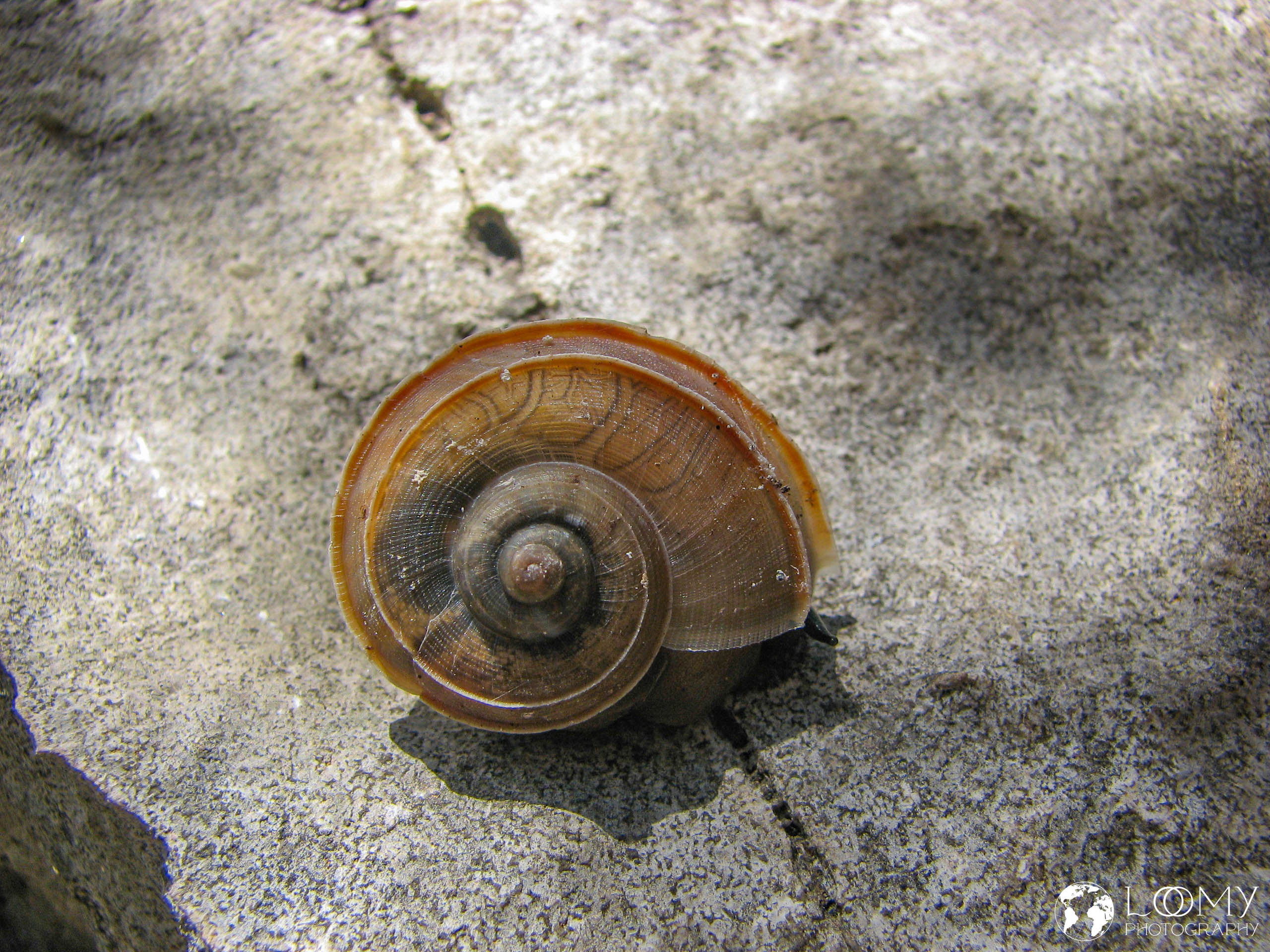 Schnecke