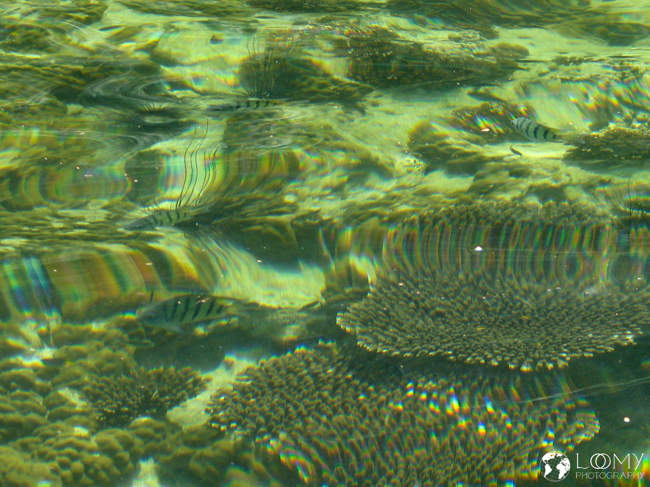 Fische im klaren Wasser