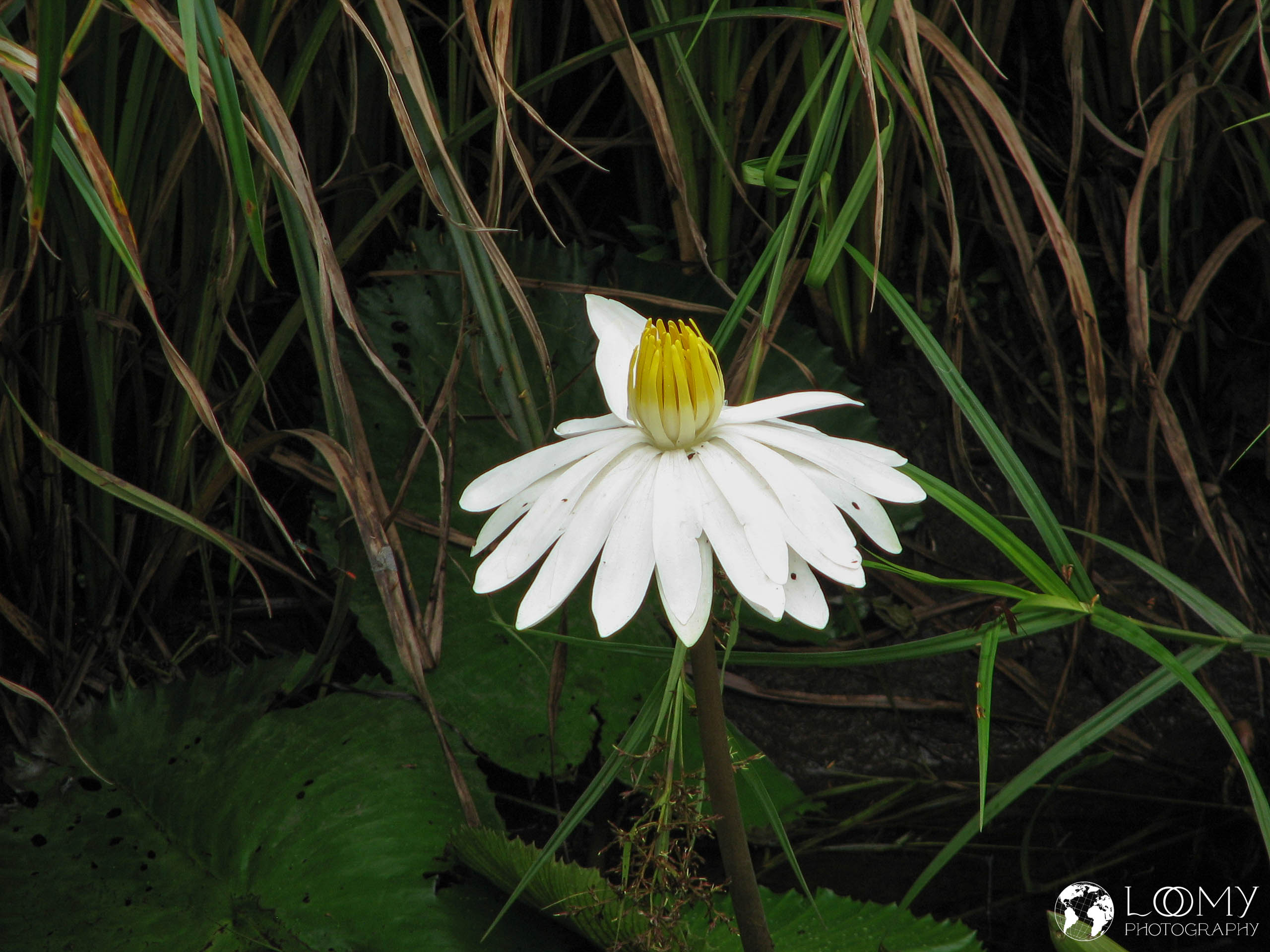 Seerose