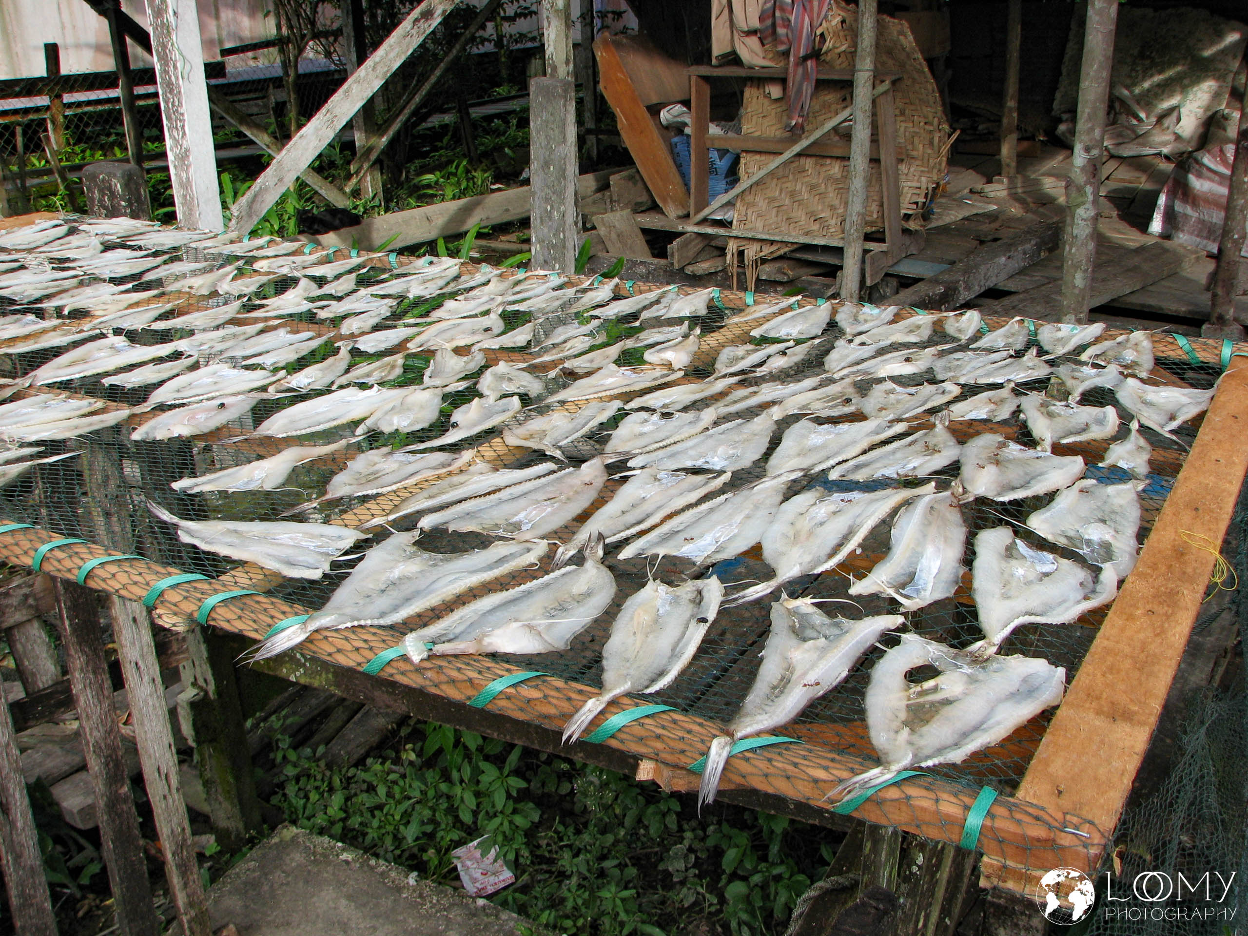 Fisch