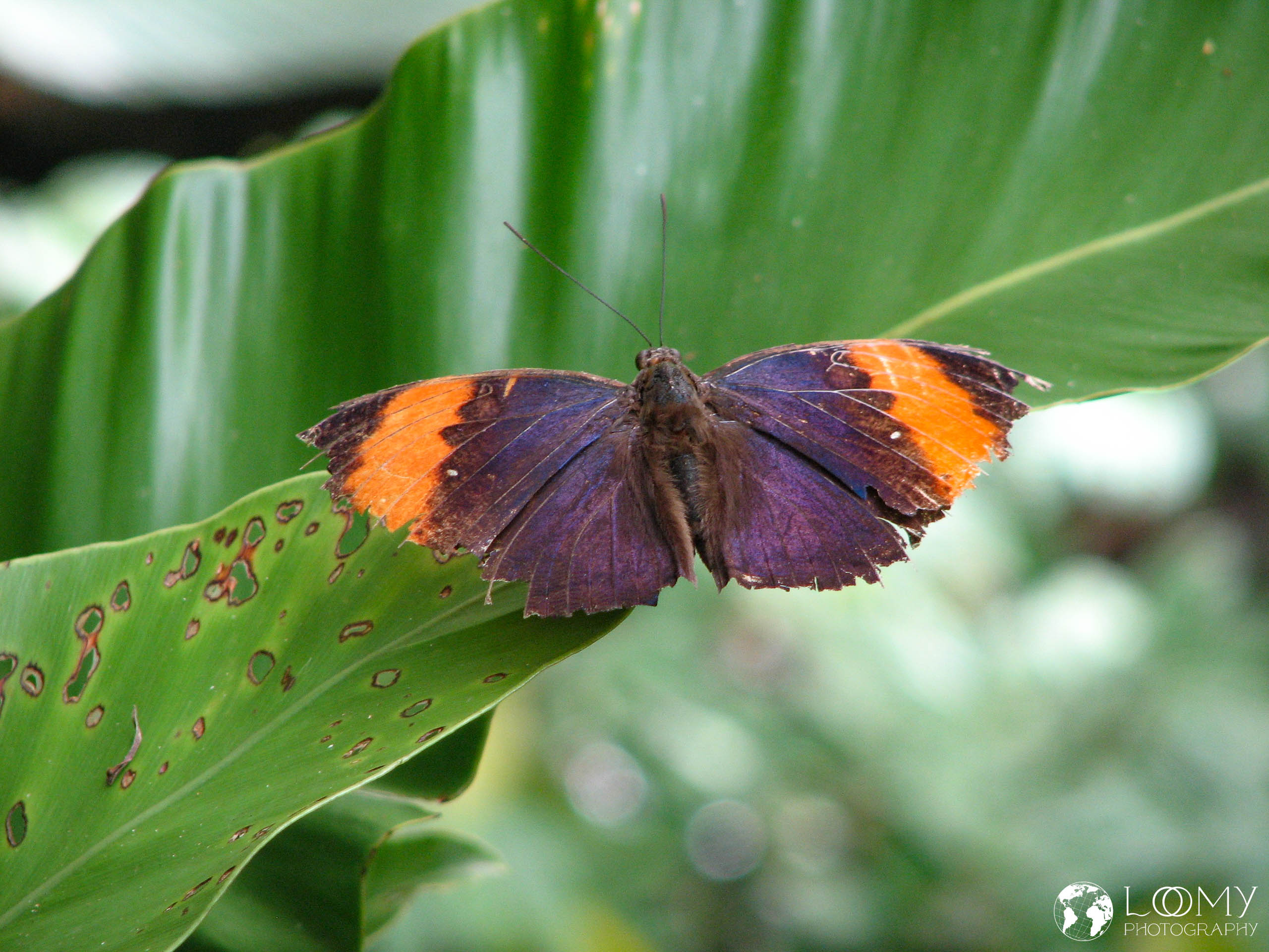 Schmetterlingsgarten