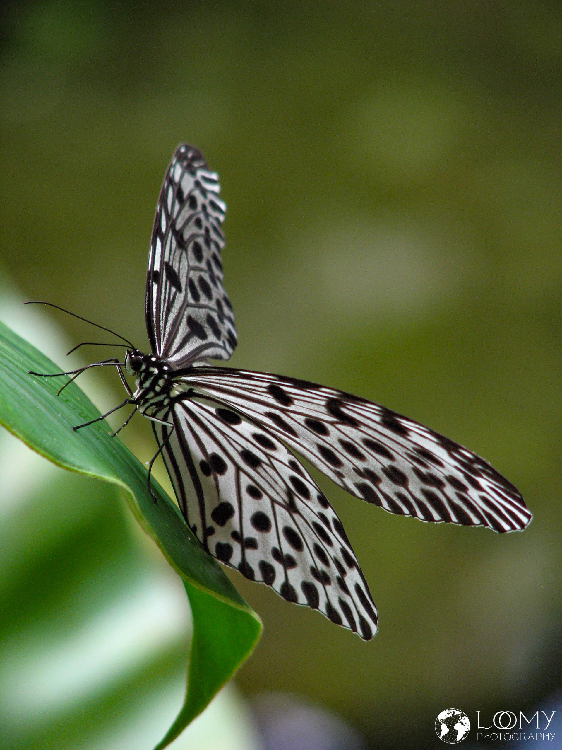 Schmetterlingsgarten