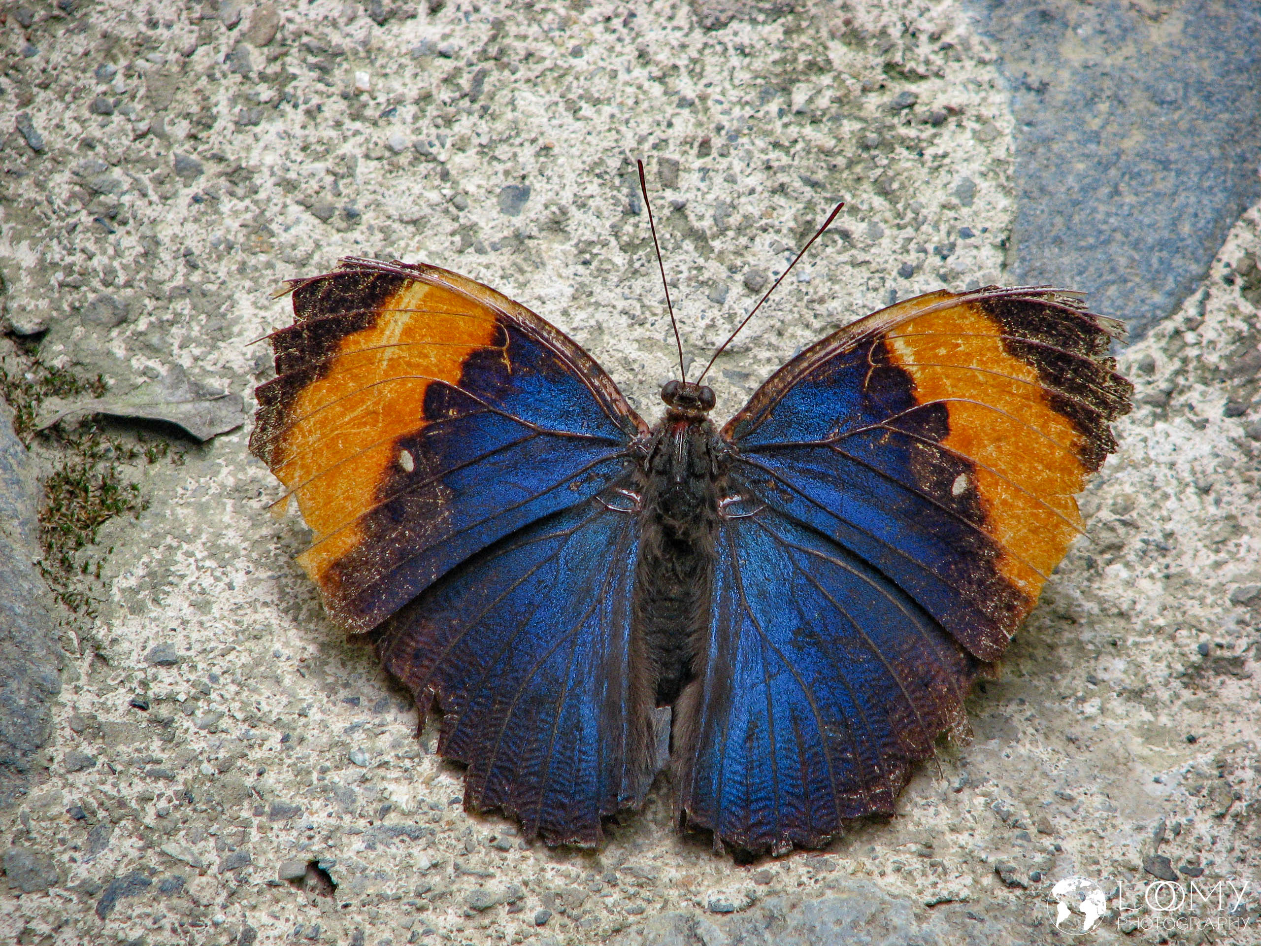 Schmetterlingsgarten