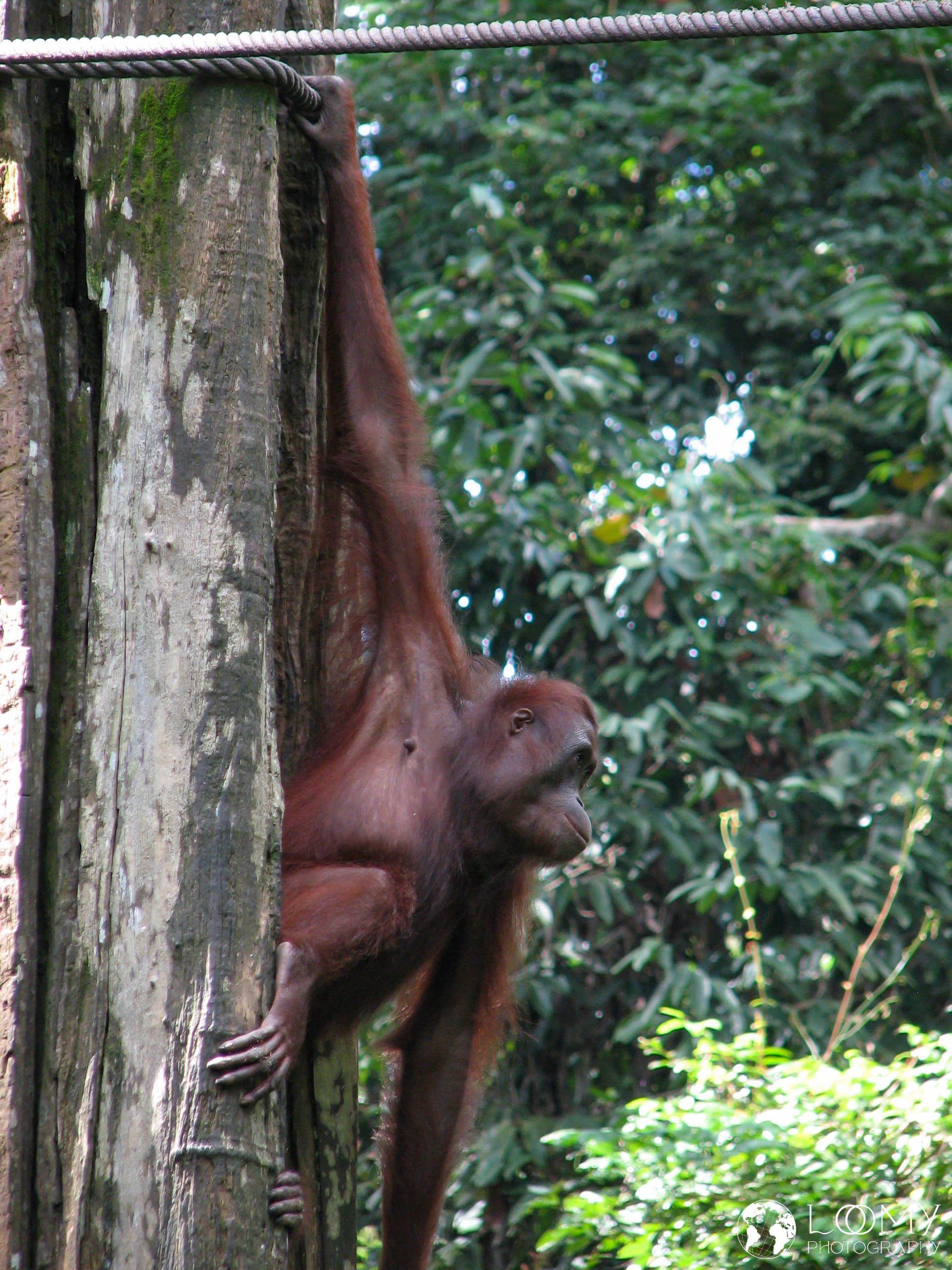 Orangutan