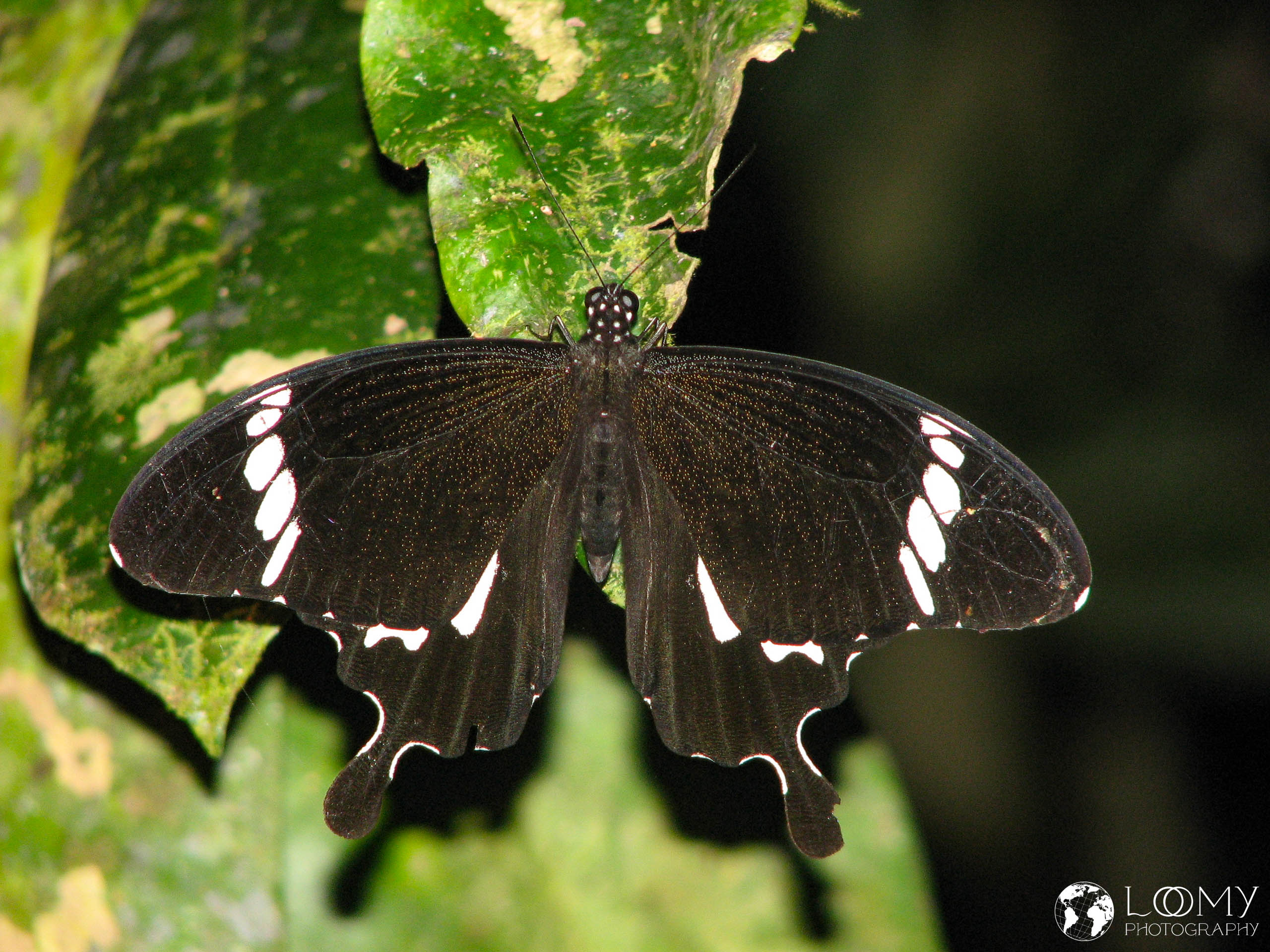Schmetterling
