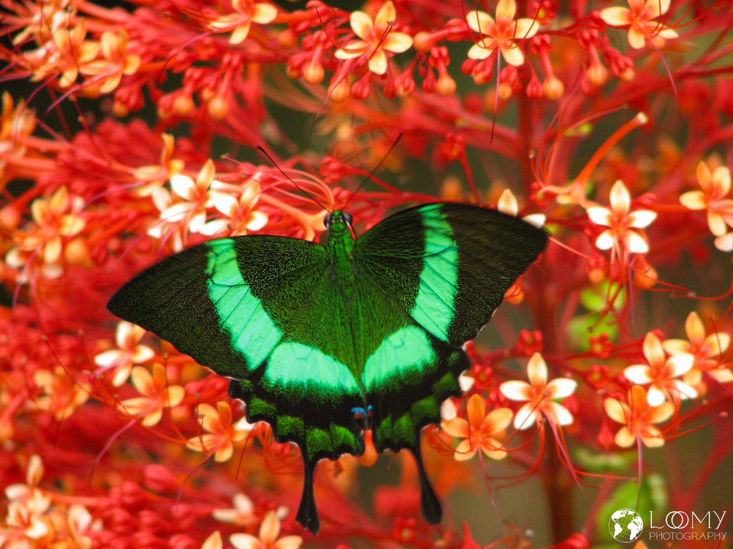 Schmetterling