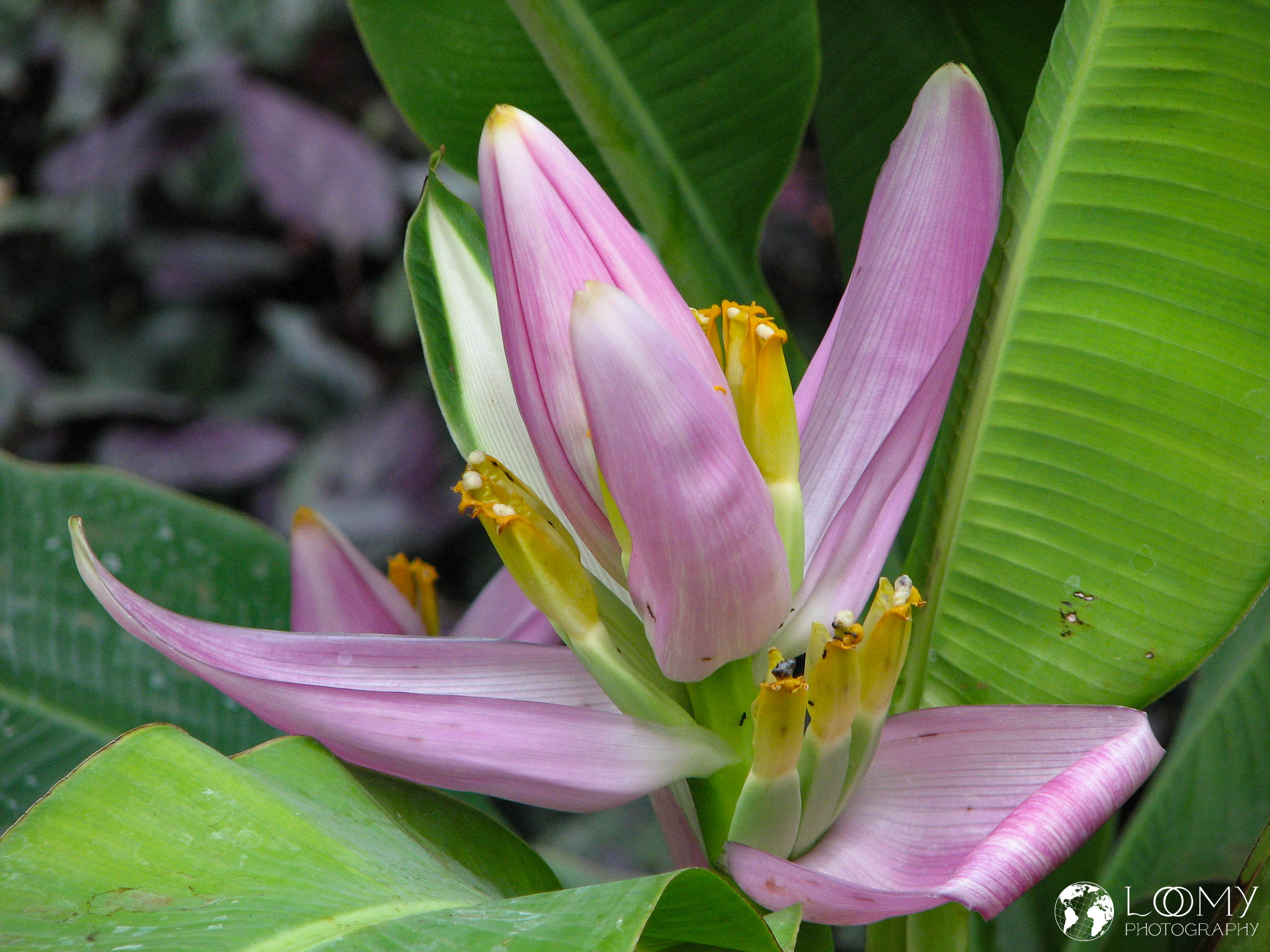 Bananenblüte