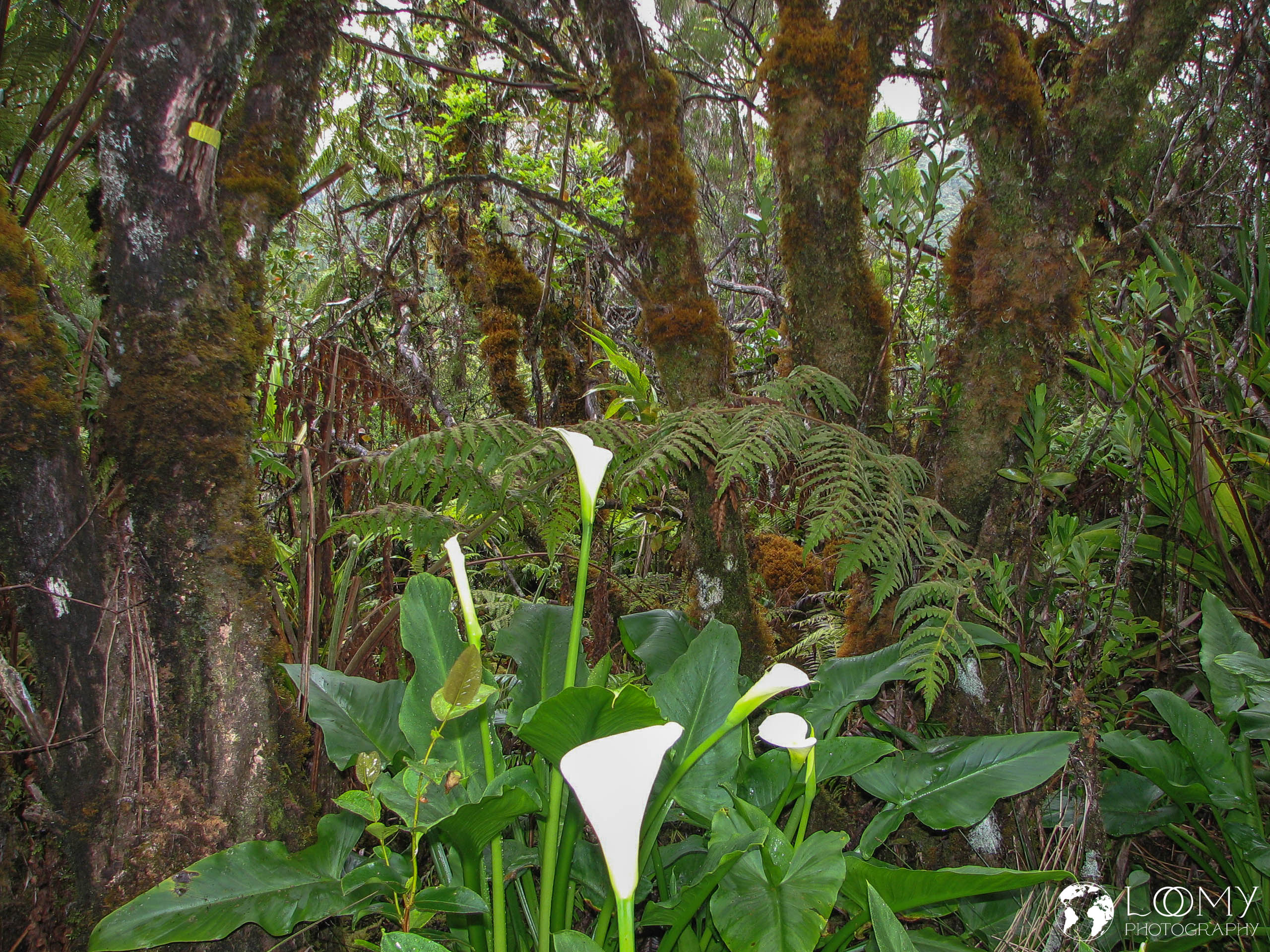 Regenwald von Bébour und Bélouve