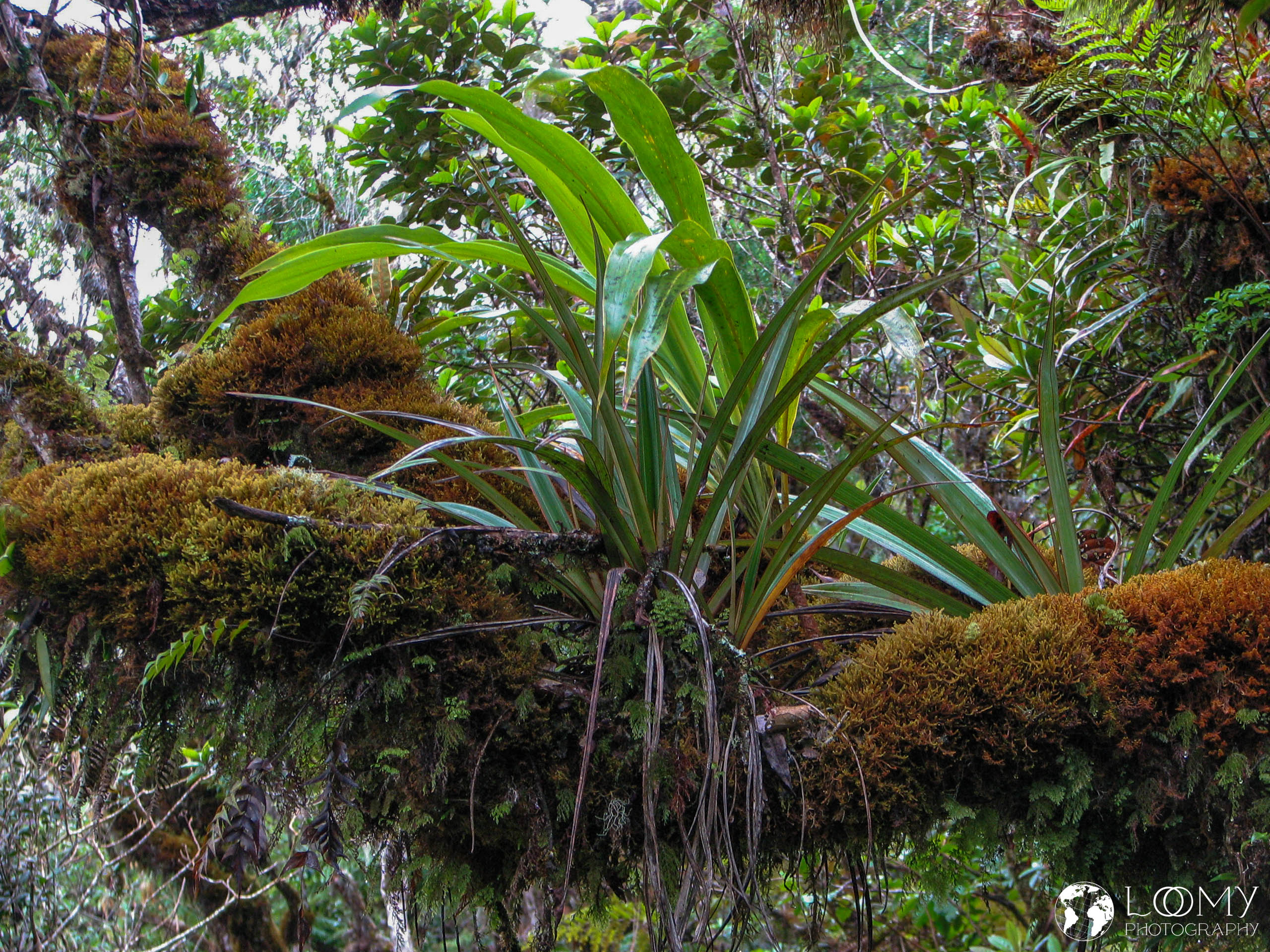 Regenwald von Bébour und Bélouve