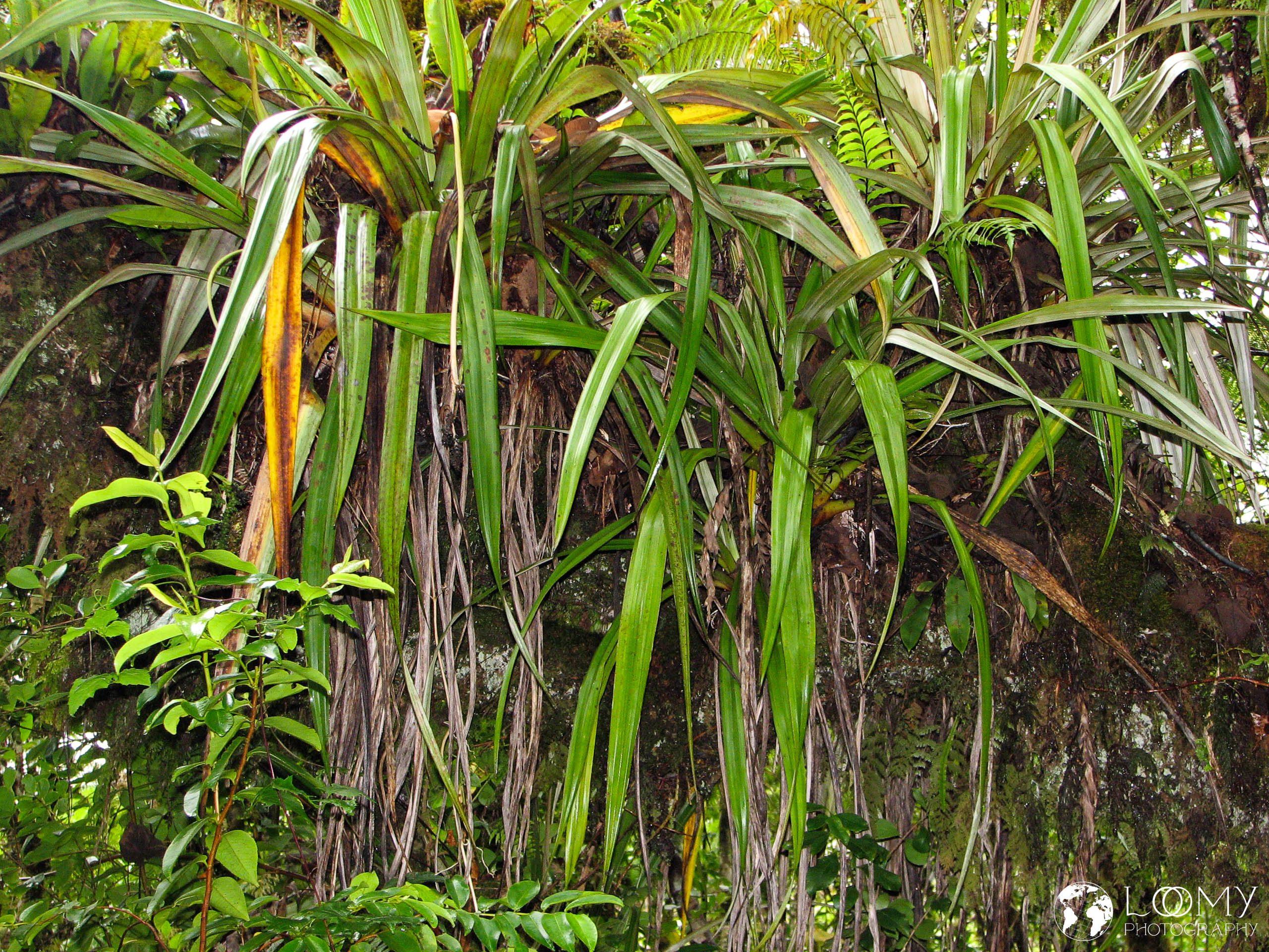 Regenwald von Bébour und Bélouve
