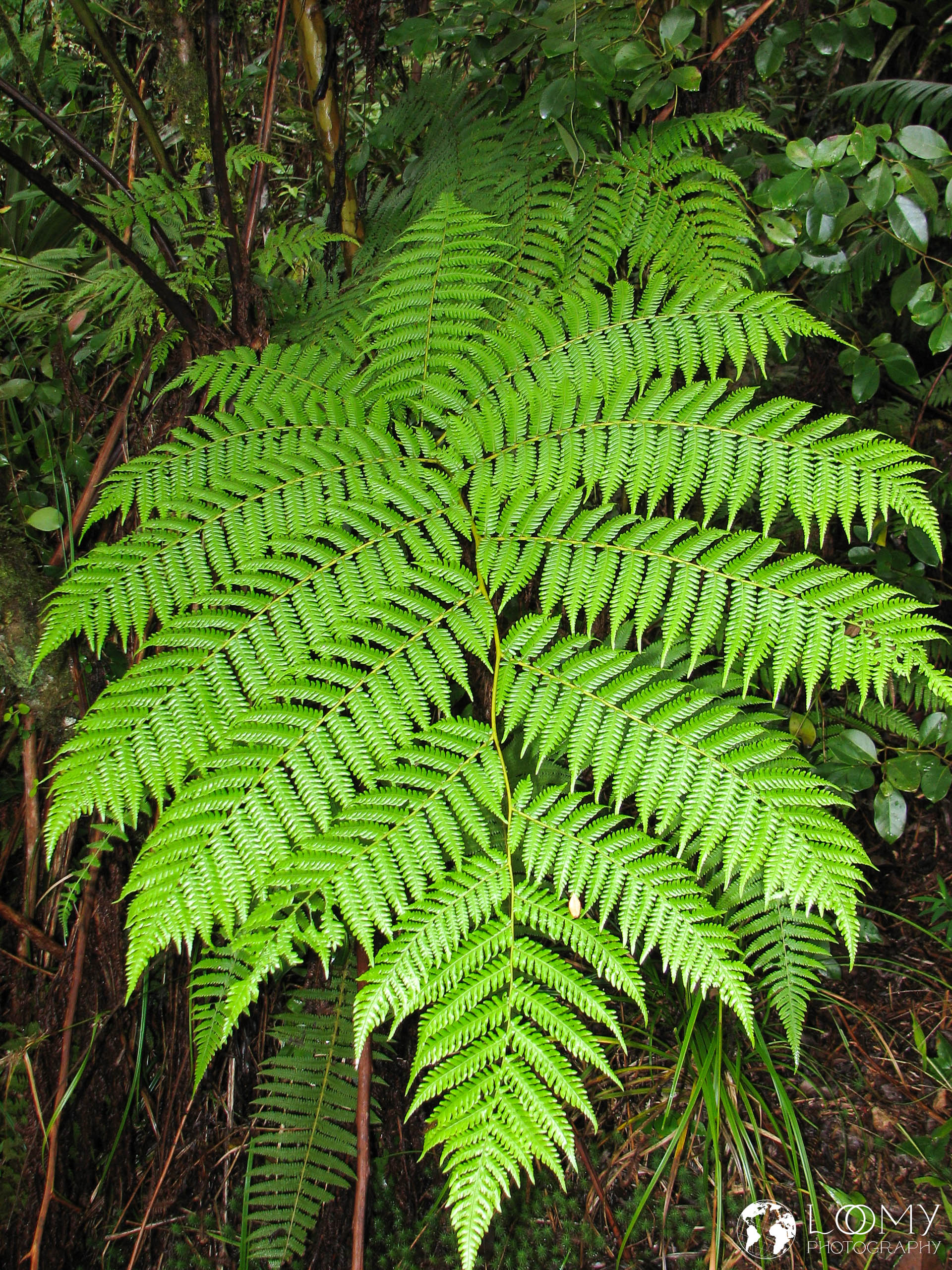 Regenwald von Bébour und Bélouve
