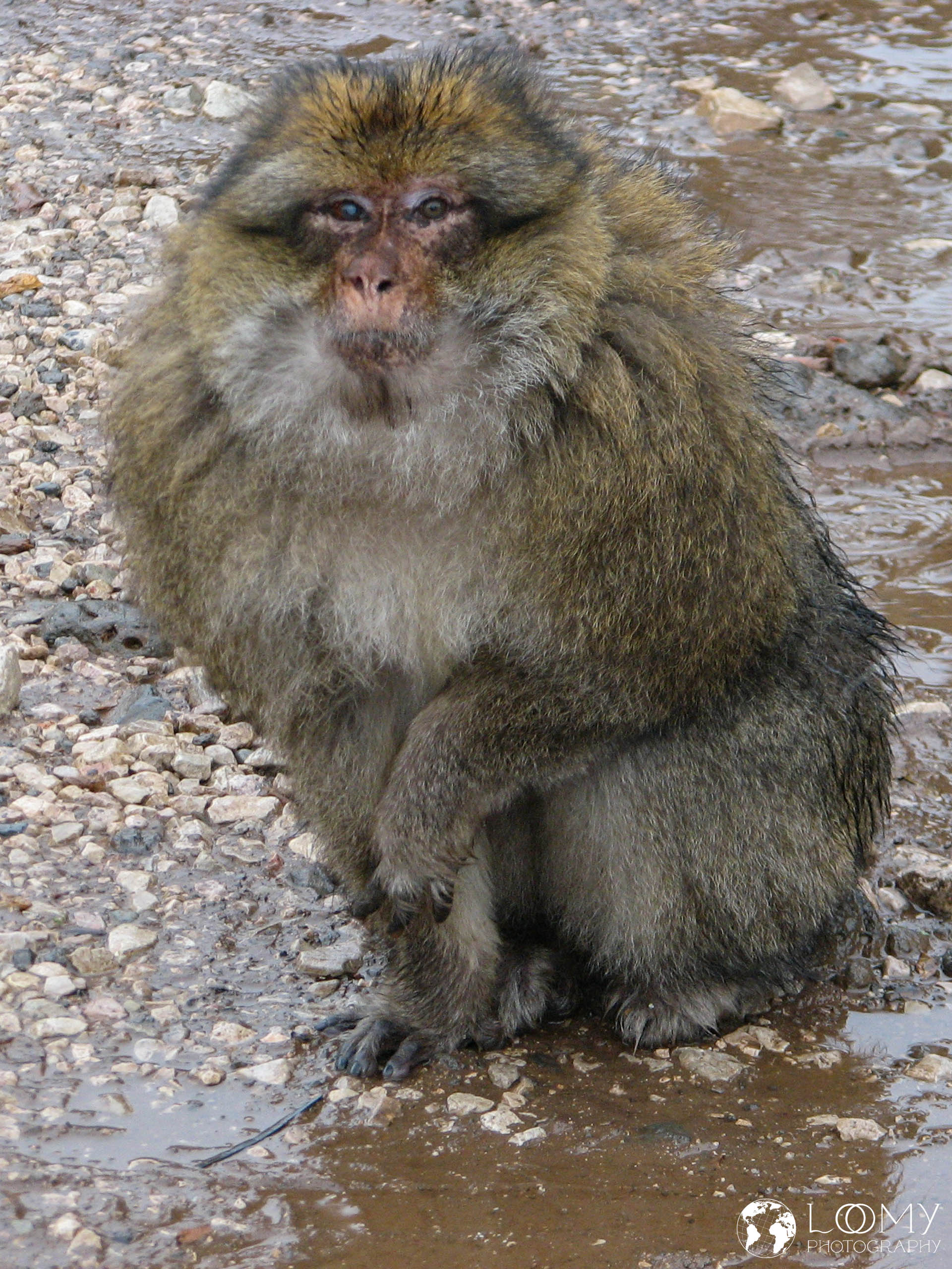 Makake