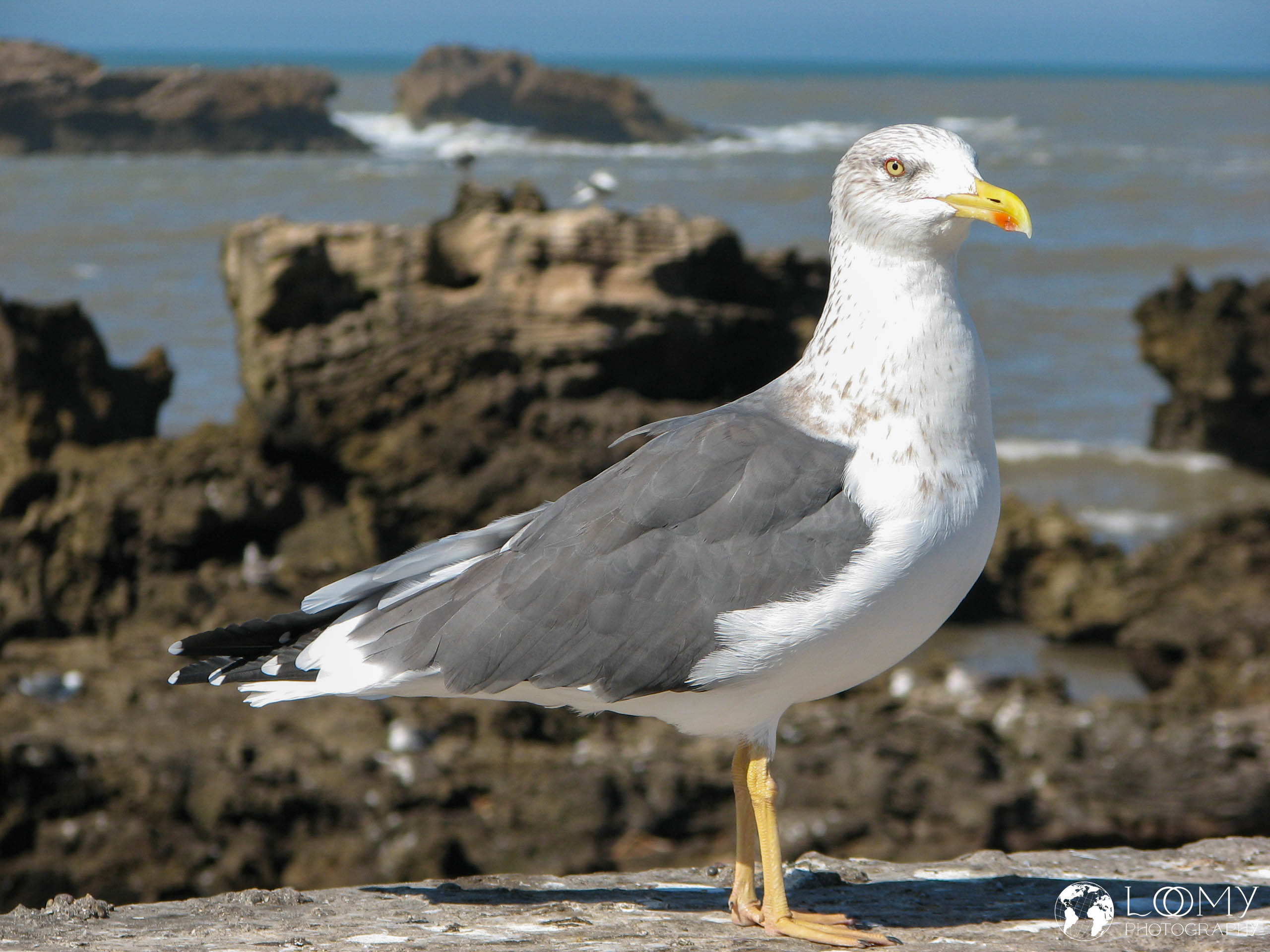 Möwe