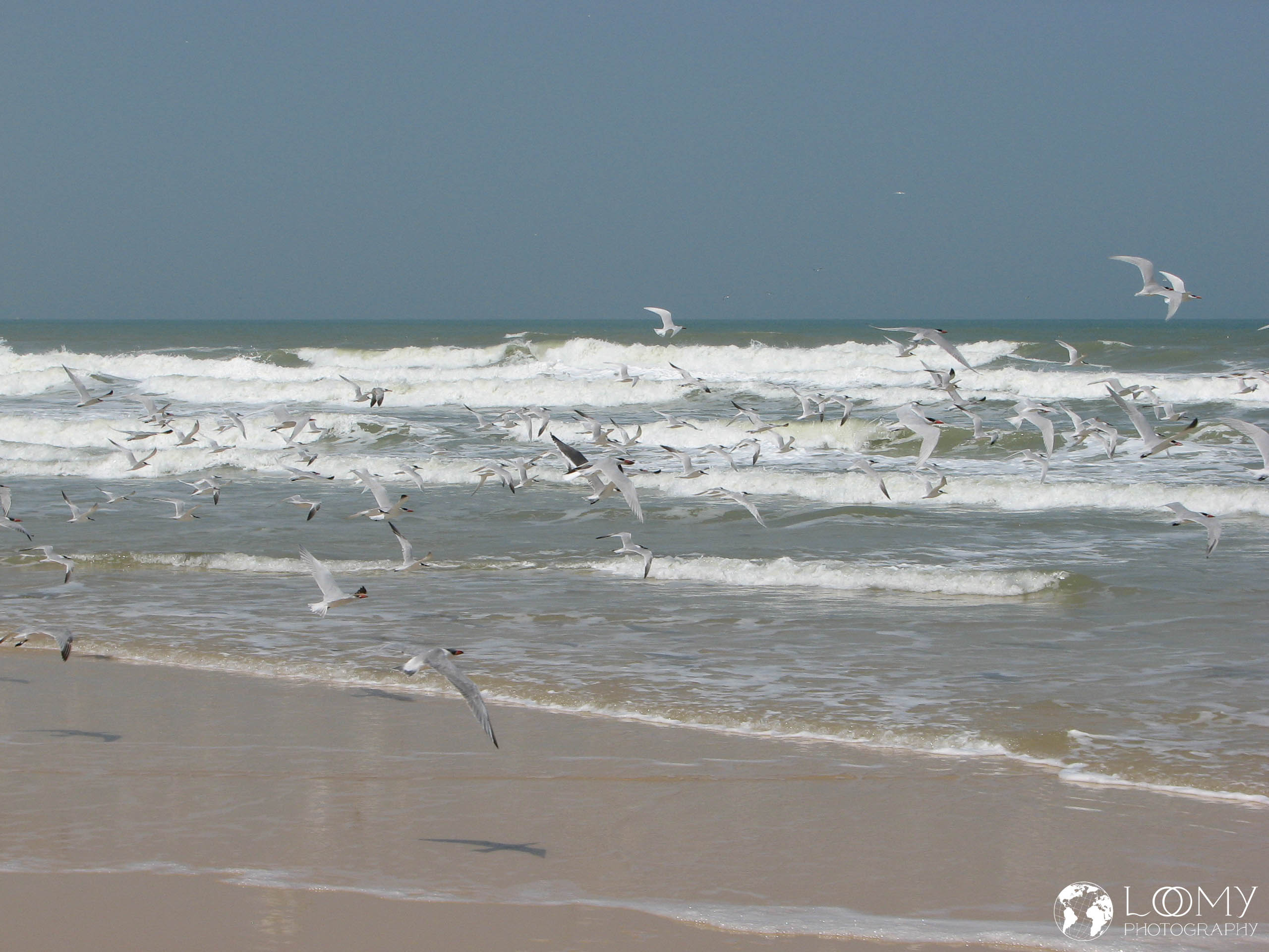 Raubseeschwalben am Sandstrand