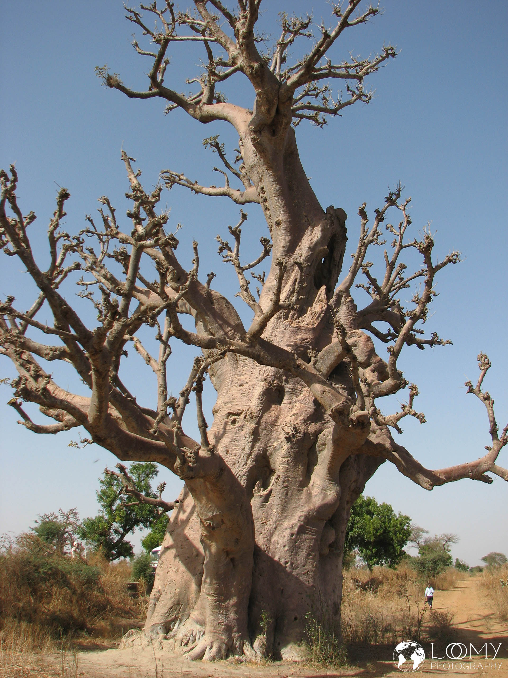 Baobab Baum
