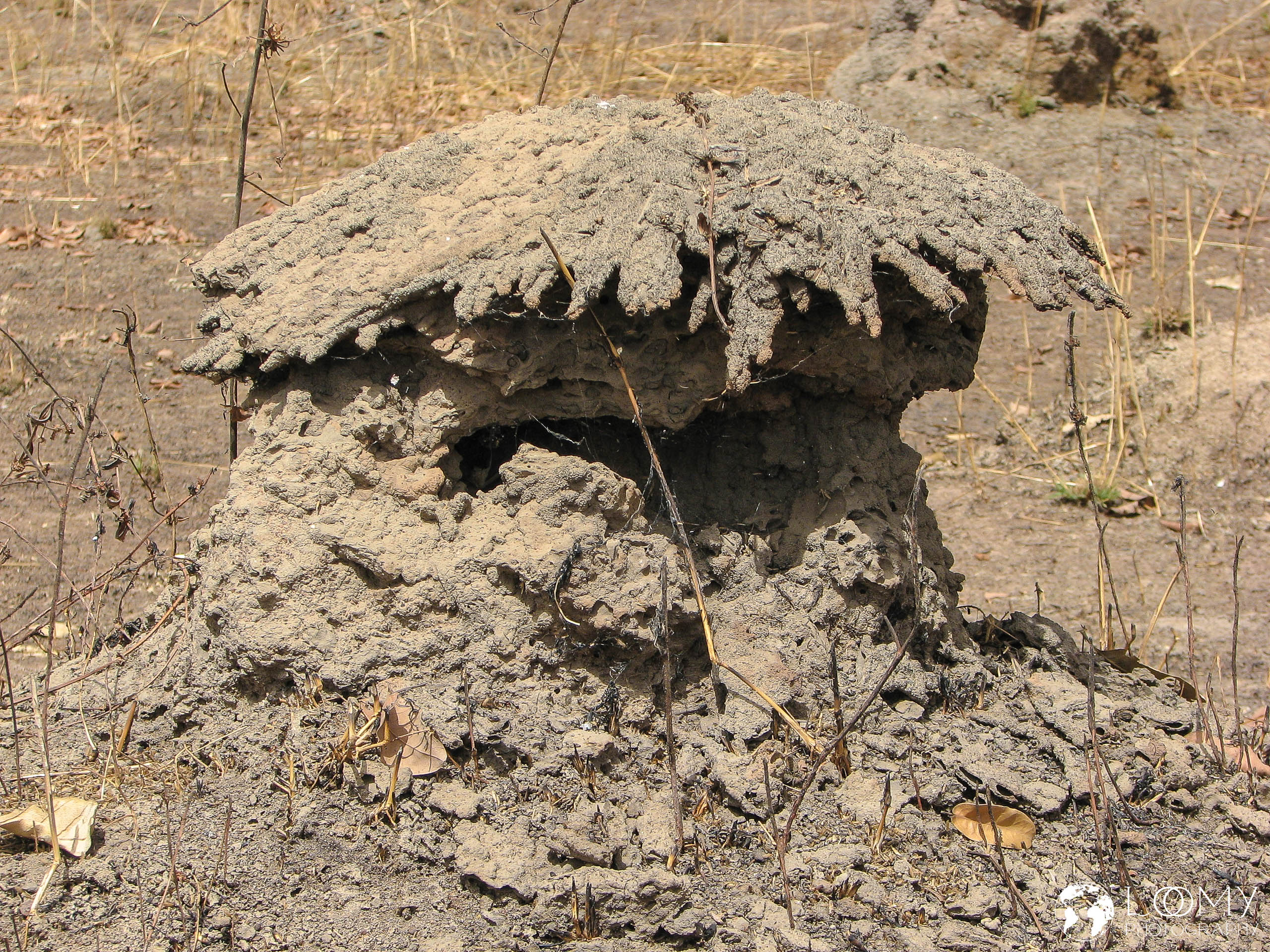 Ameisenhügel in Pilzform
