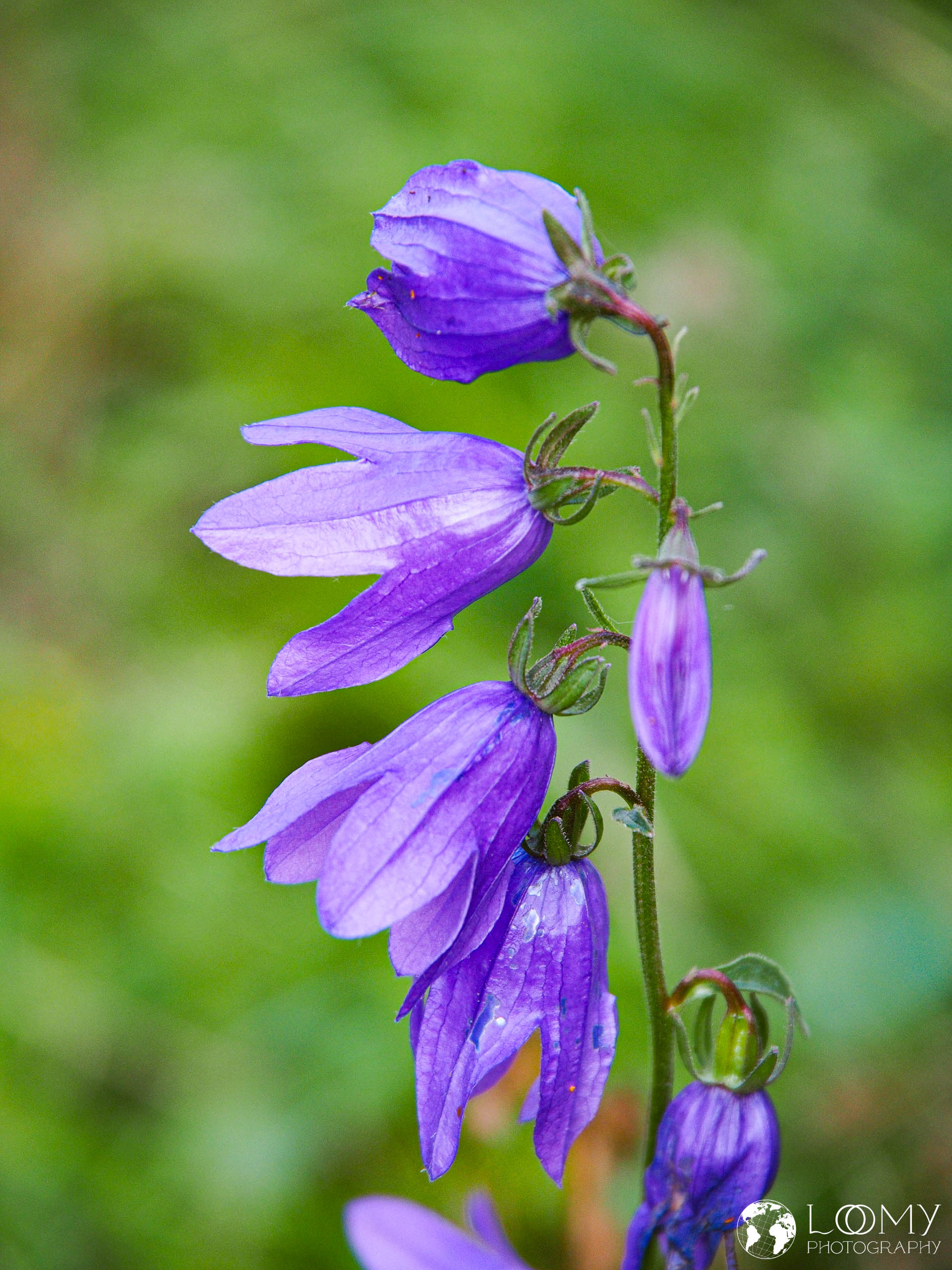 Glockenblume