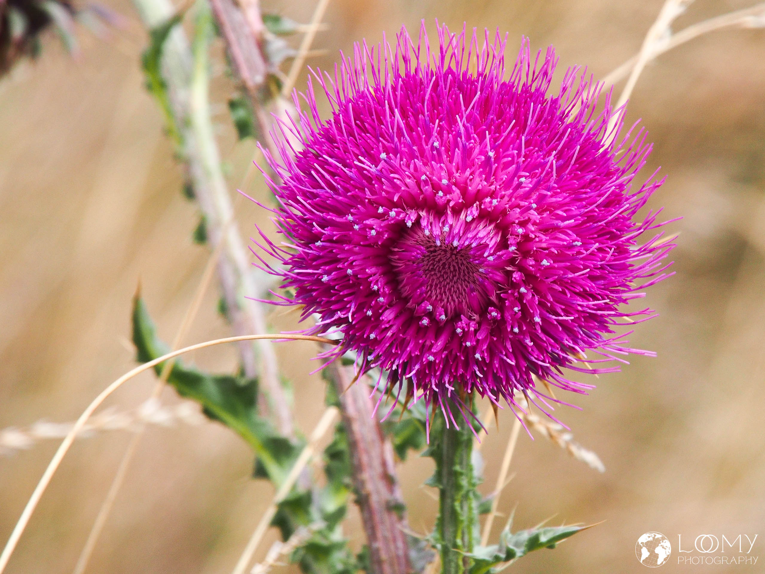 Kaukasische Kratzdistel