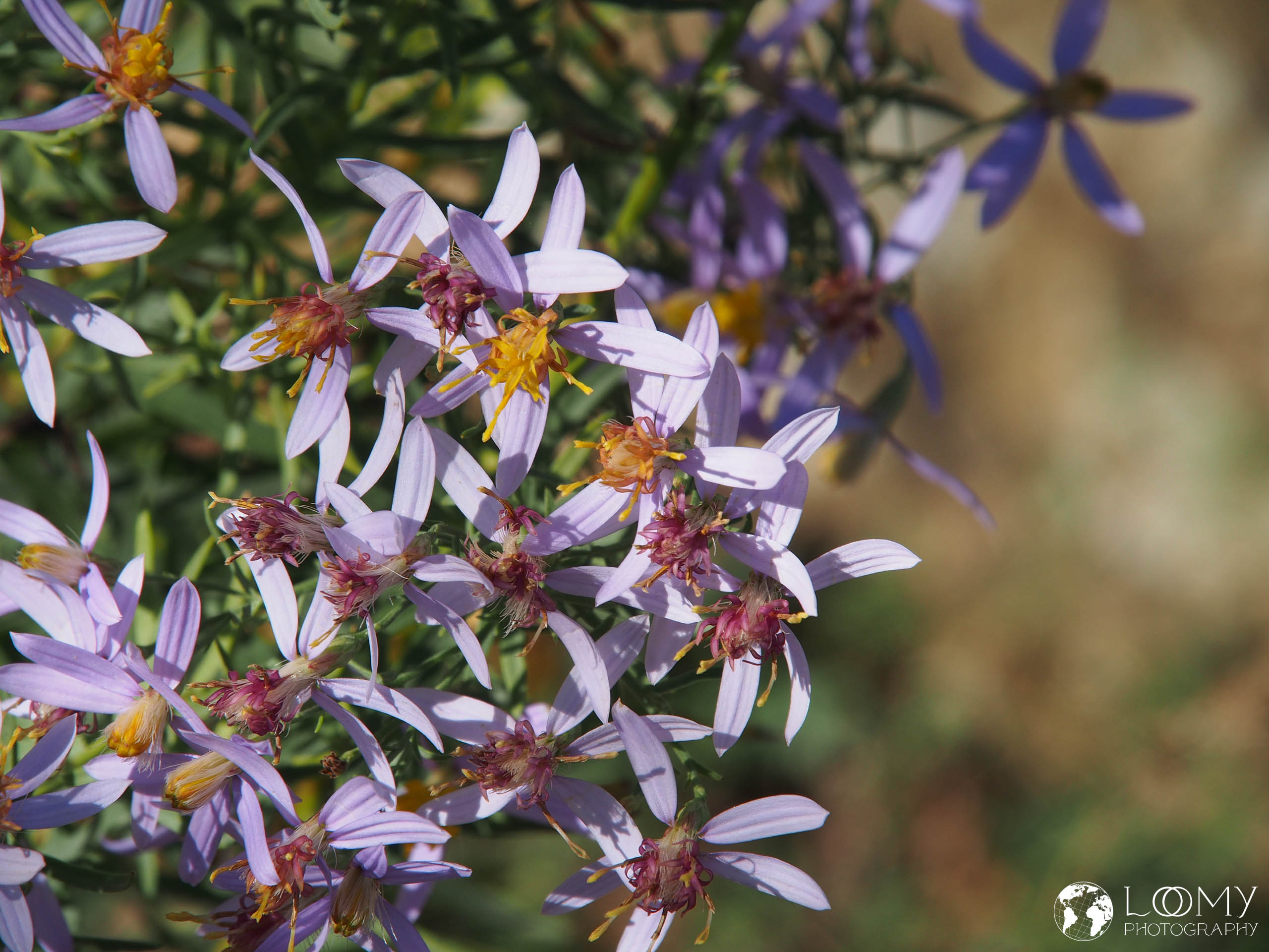 Iberische Aster