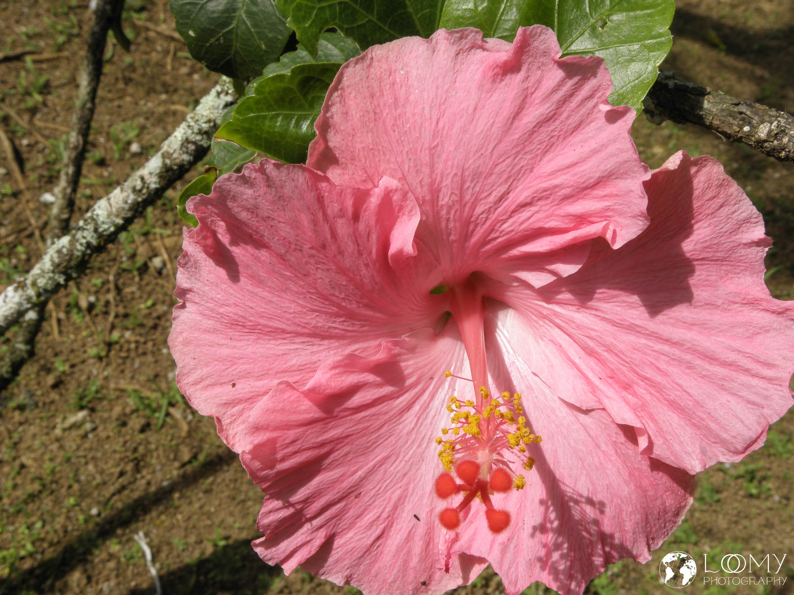 Hibiskus