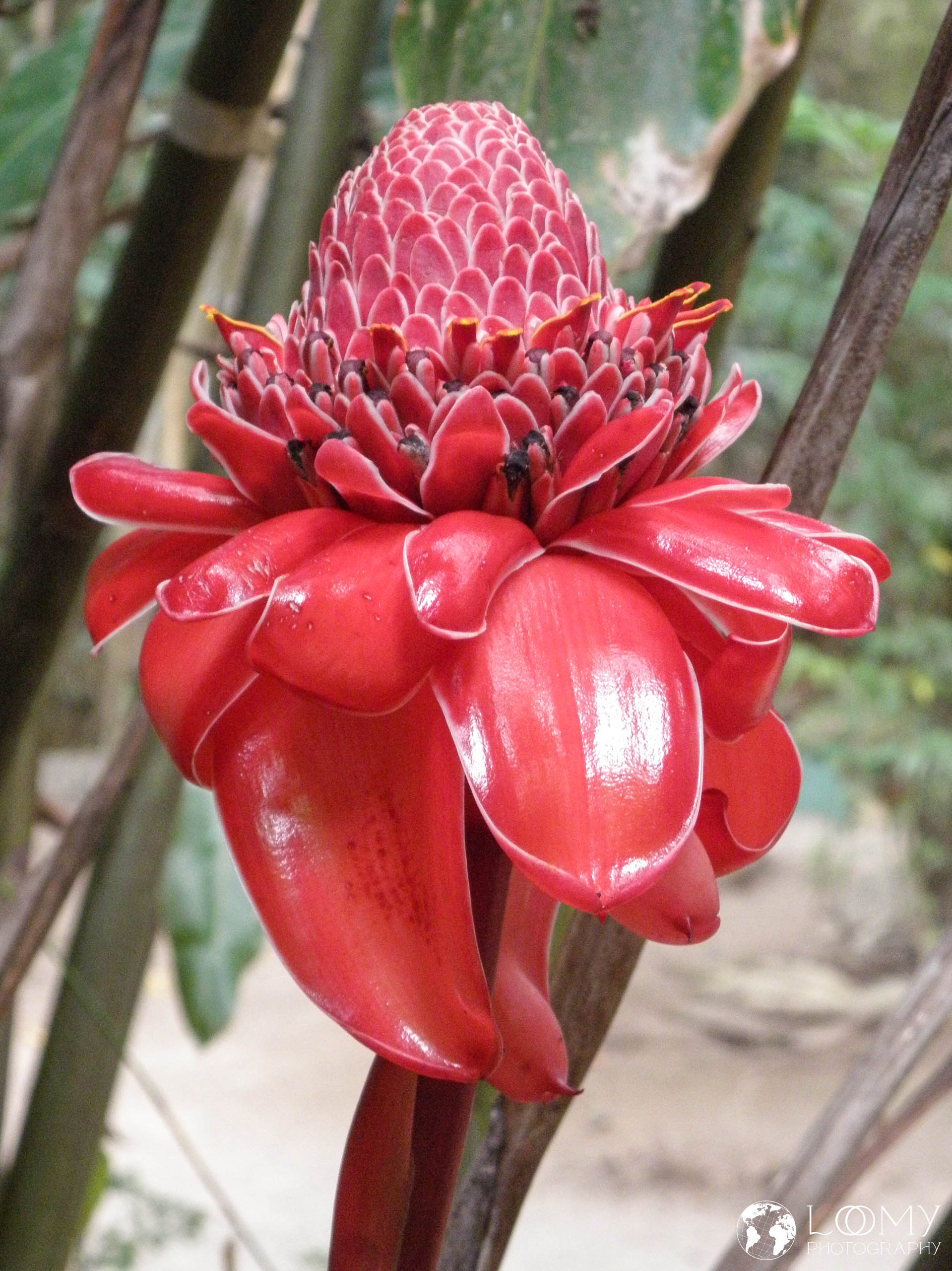 Etlingera elatior