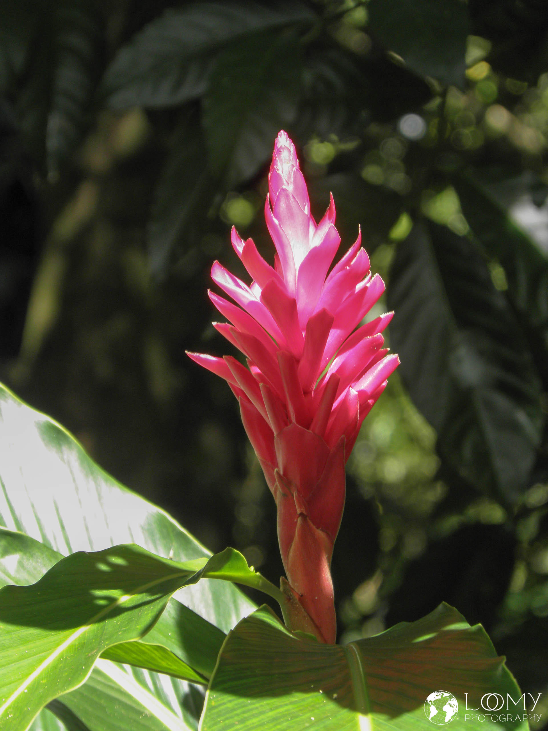 Alpinia purpurata