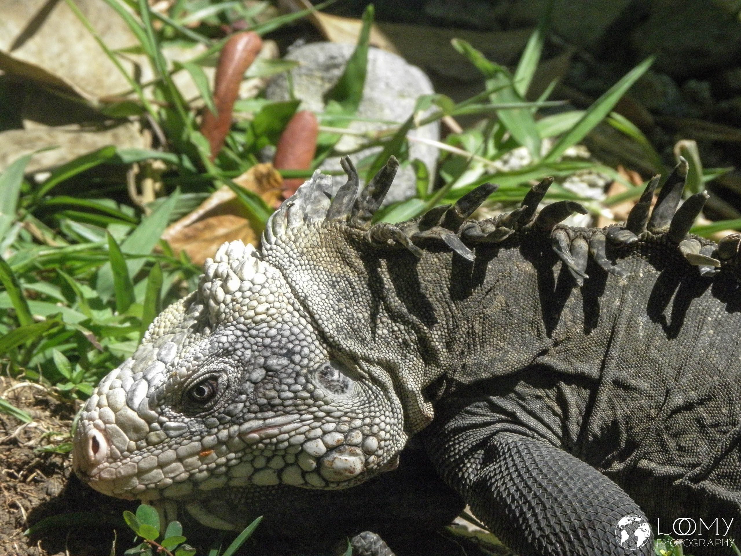 Iguana delicatissima