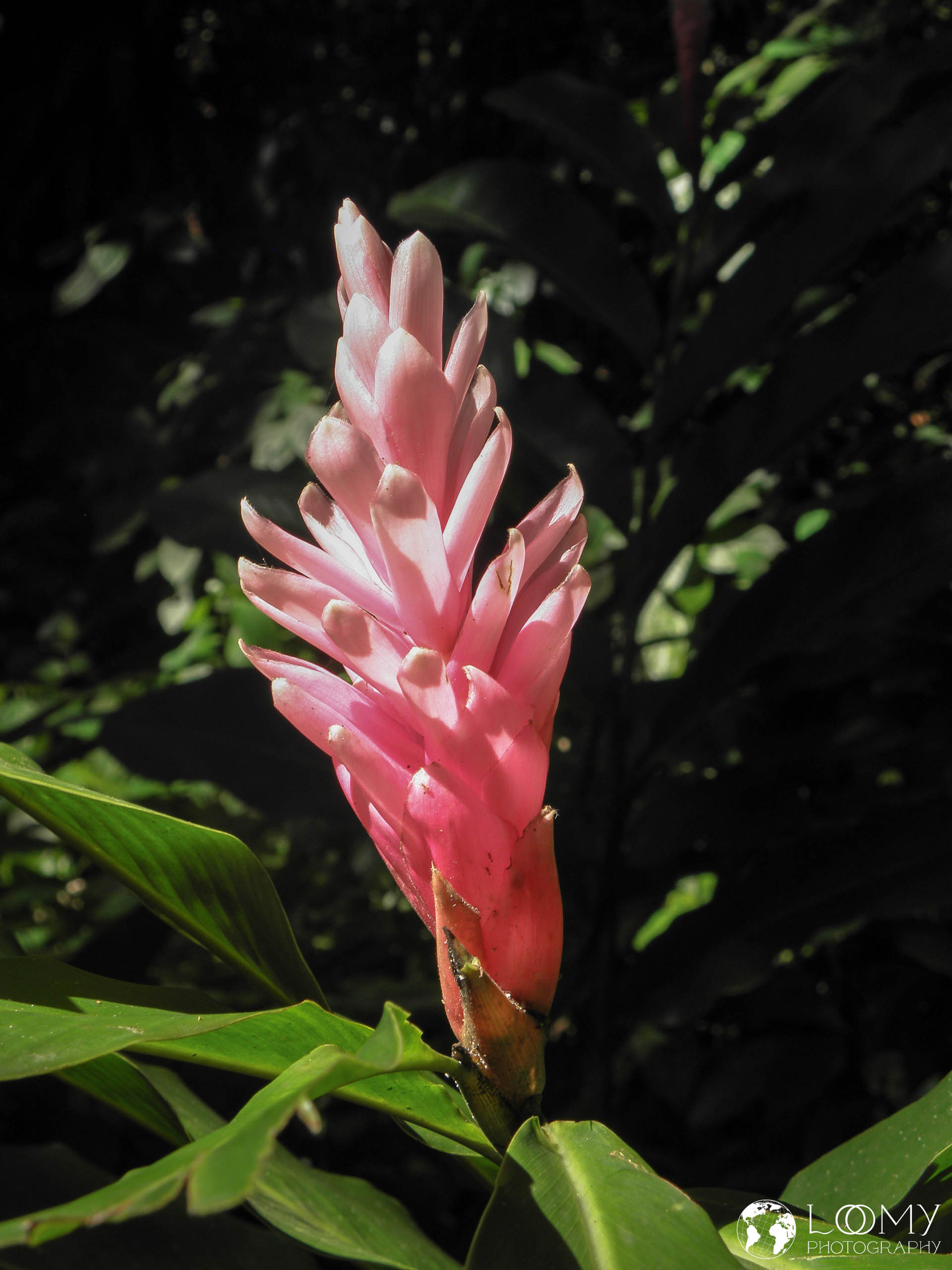 Alpinia purpurata