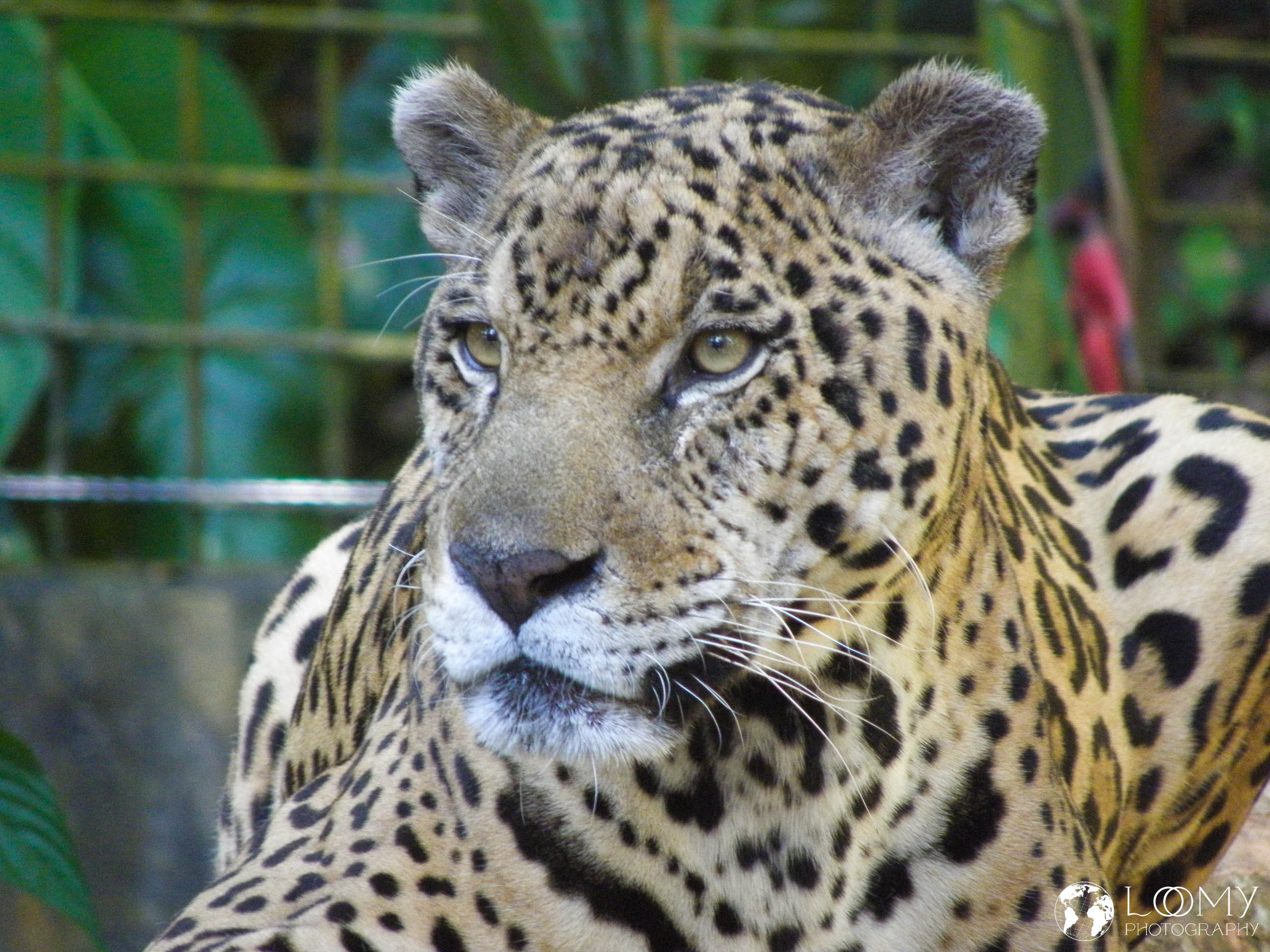 Jaguar