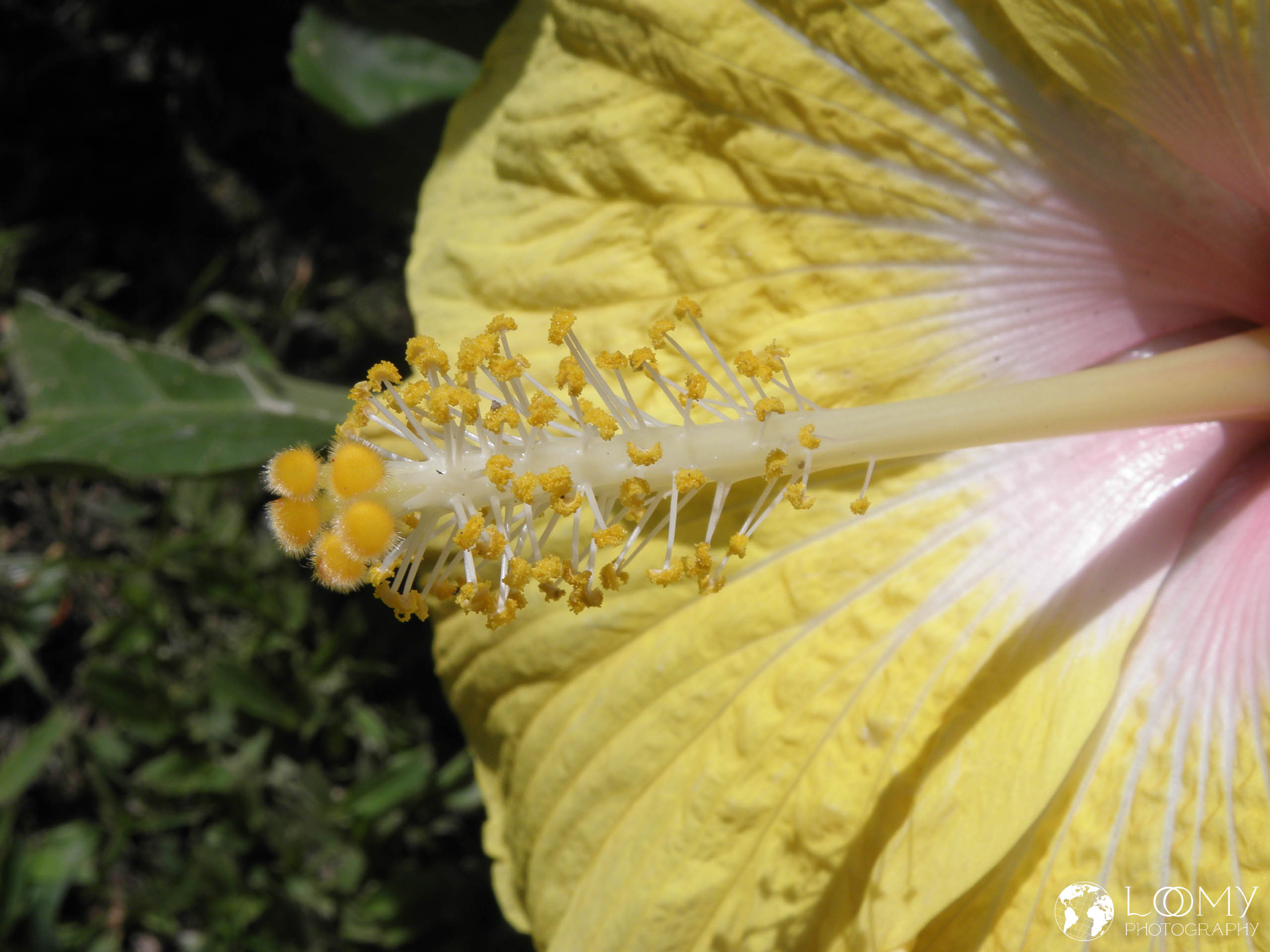 Hibiskus