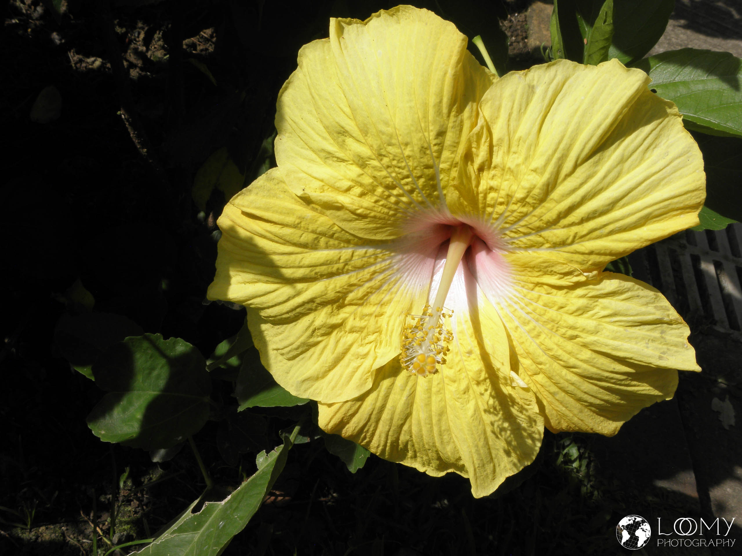 Hibiskus