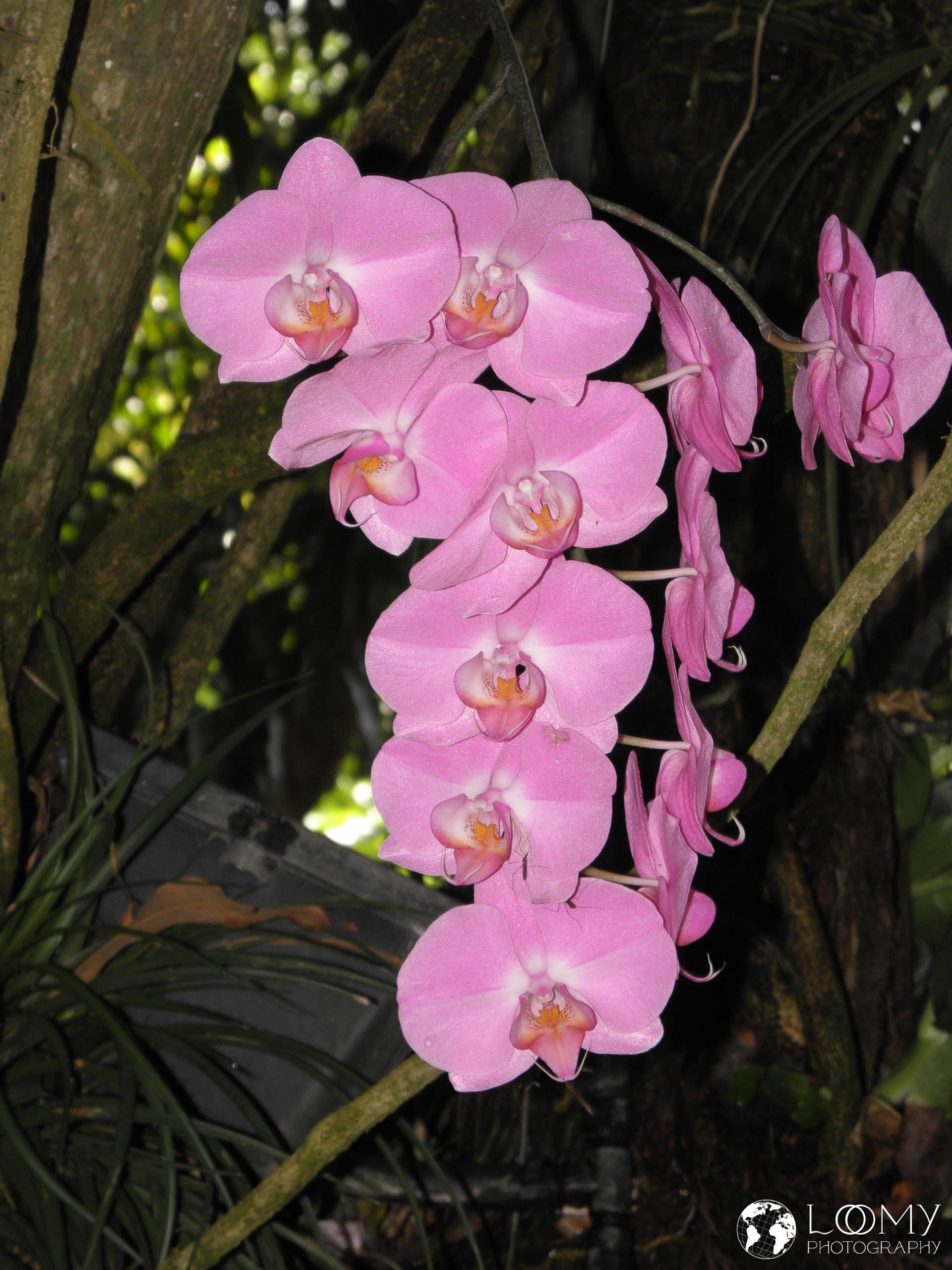 Orchidee