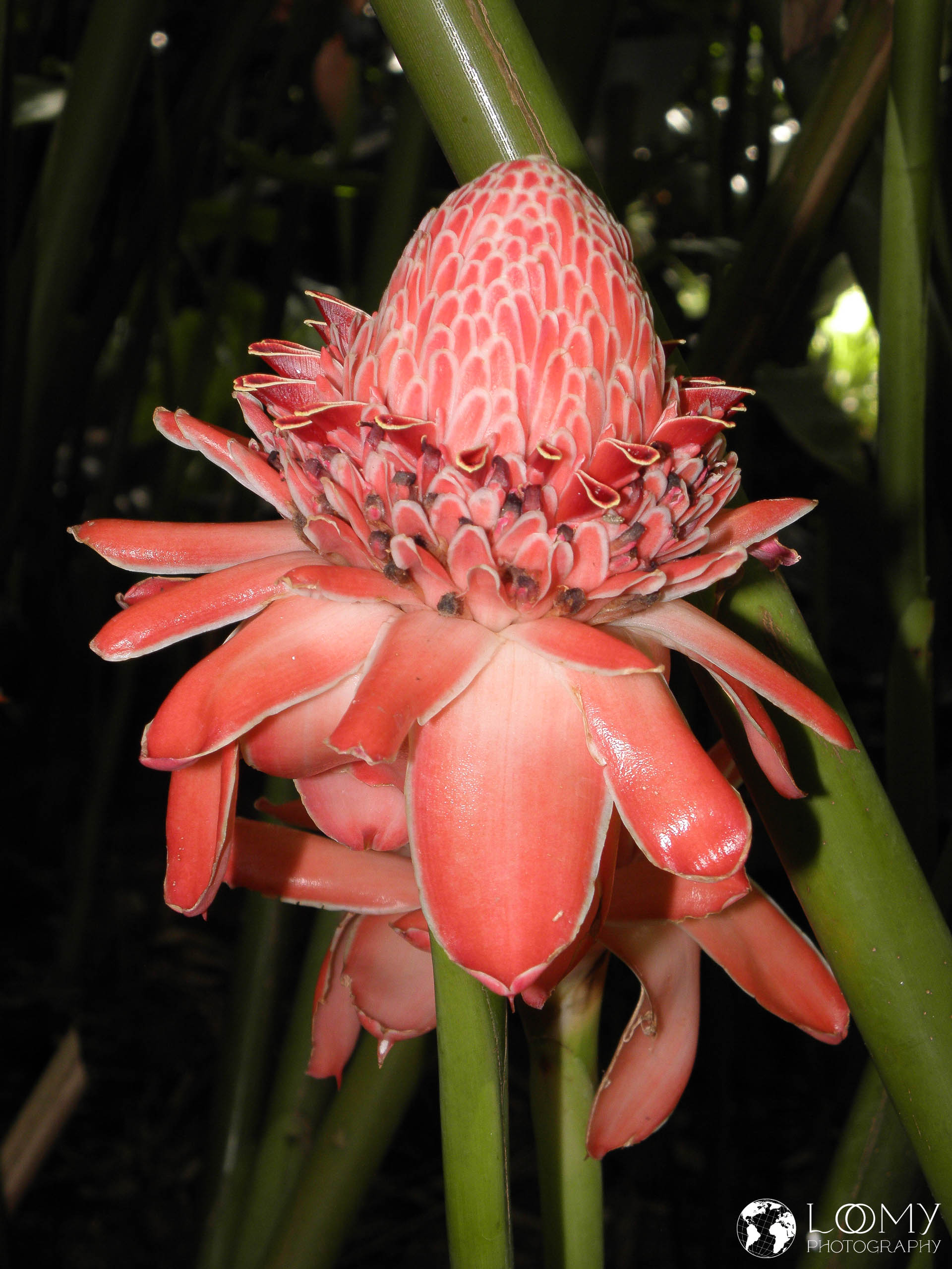 Etlingera elatior