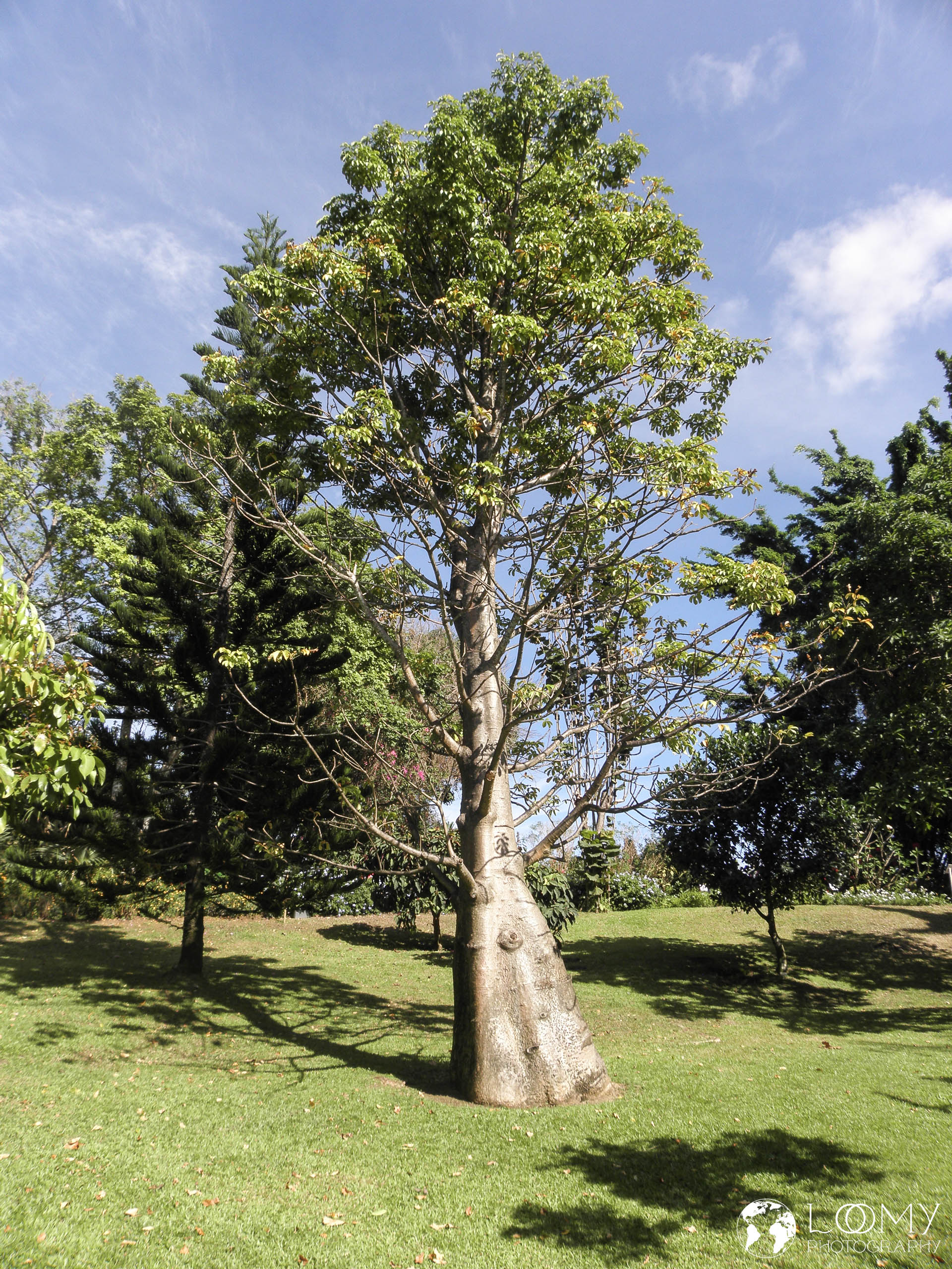 Baobab