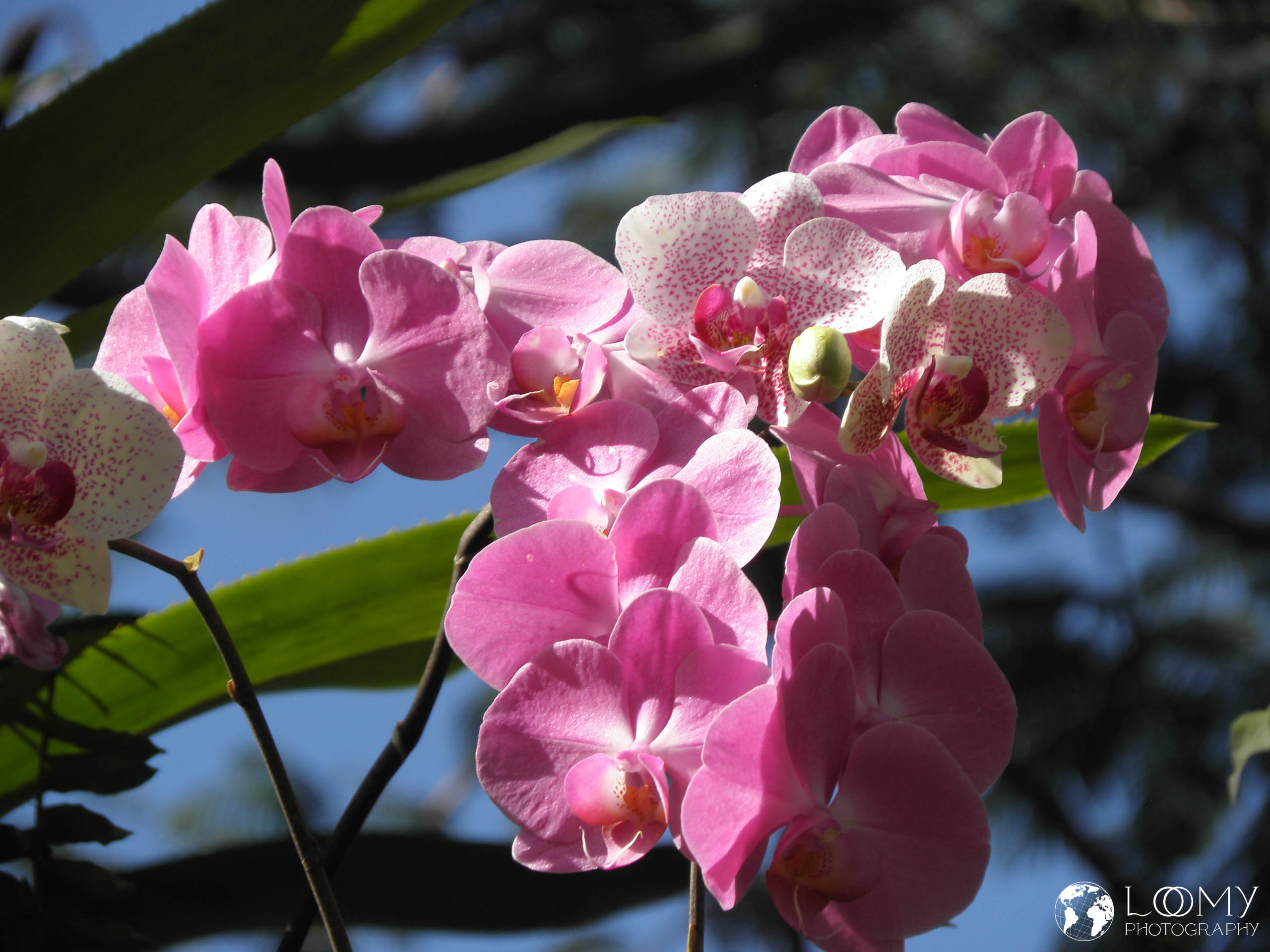 Orchidee
